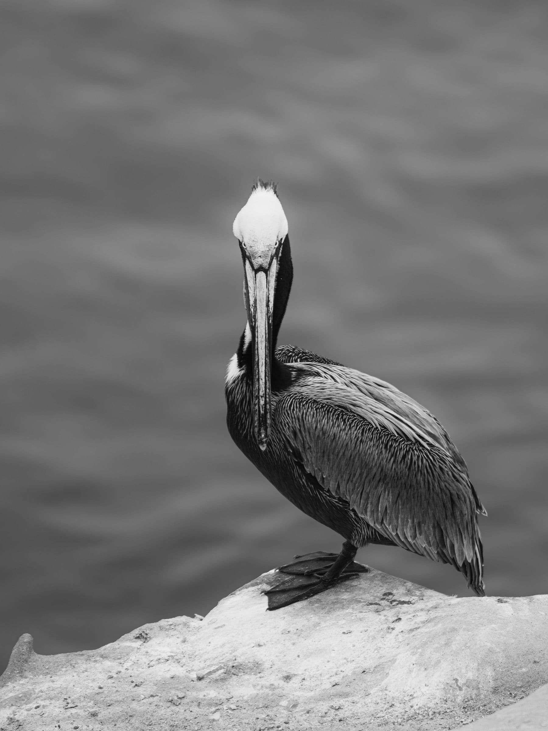 Black-and-white portrait of a pelican perched on a rock above the sea, facing the camera.