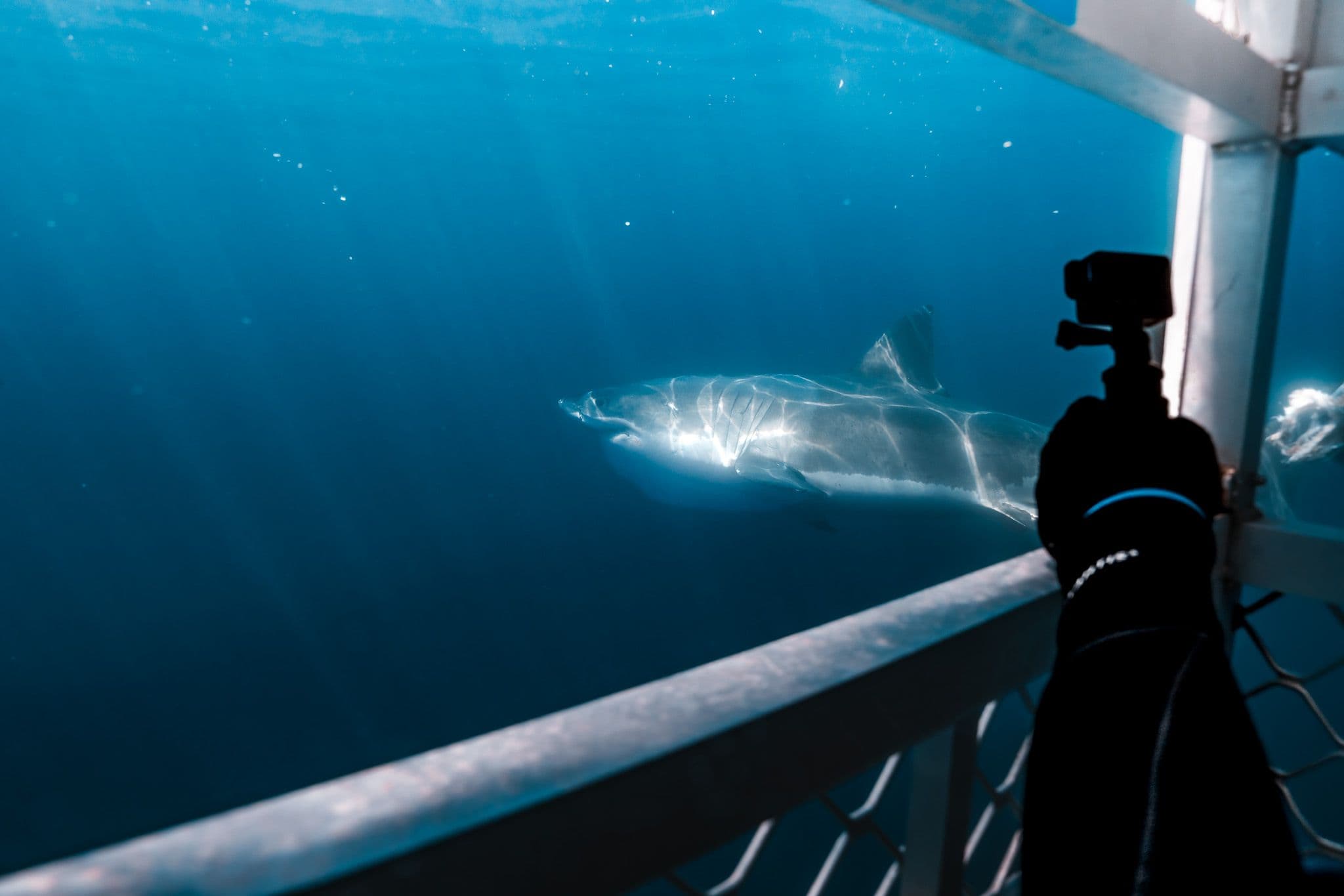 Shark Experience product photography