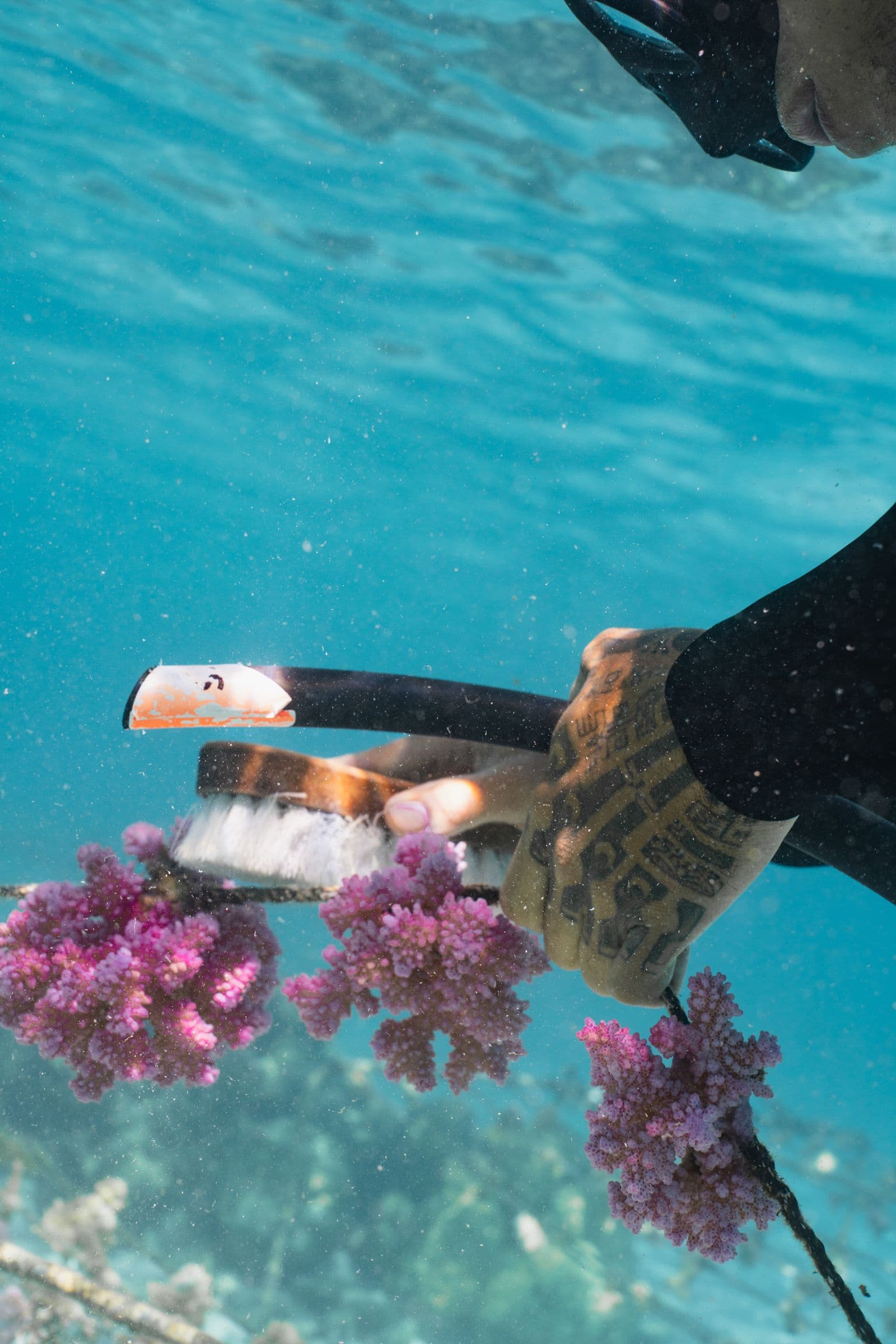 Gloved hand uses a brush to clean a pink coral fragment growing on an underwater nursery frame.