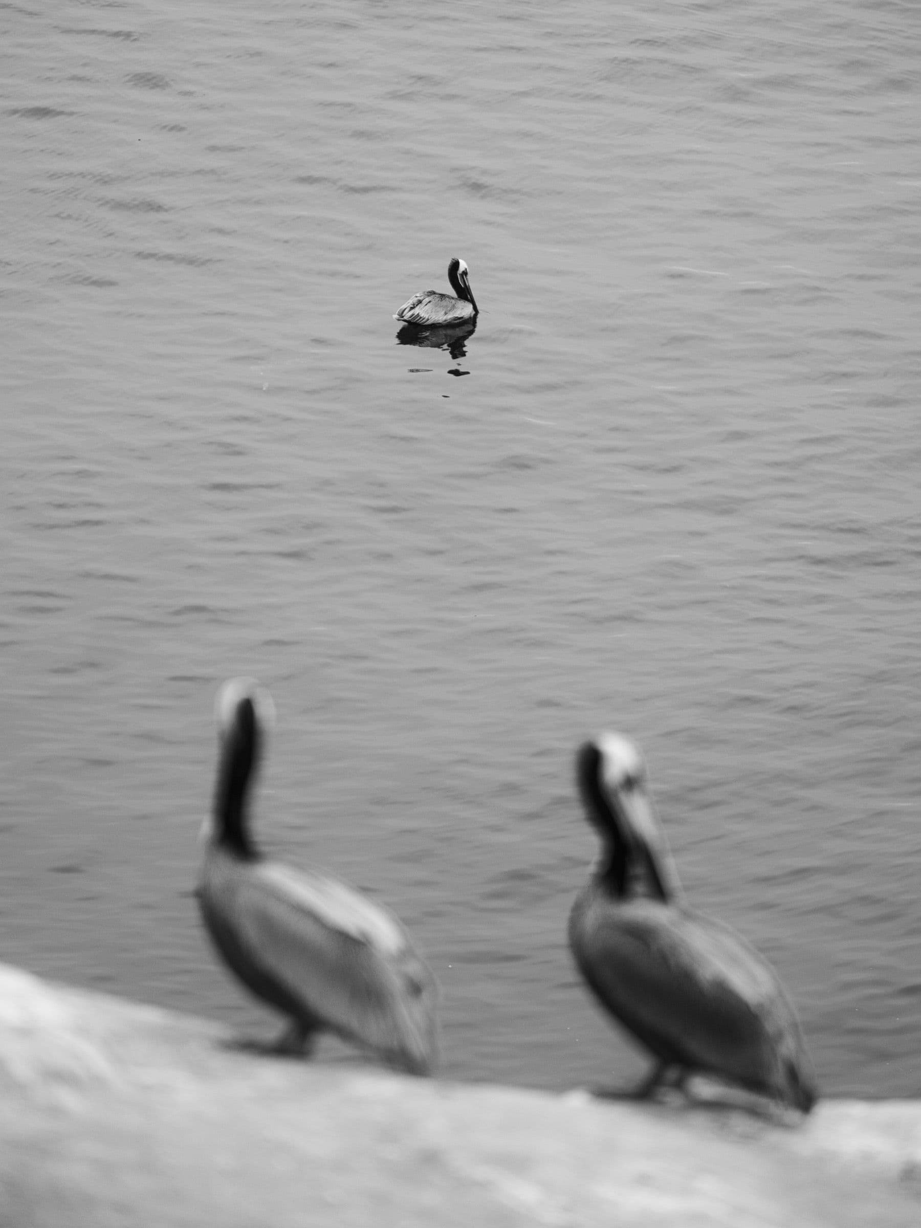 Black and white image of a lone pelican floating on the ocean with two blurred pelicans in foreground.