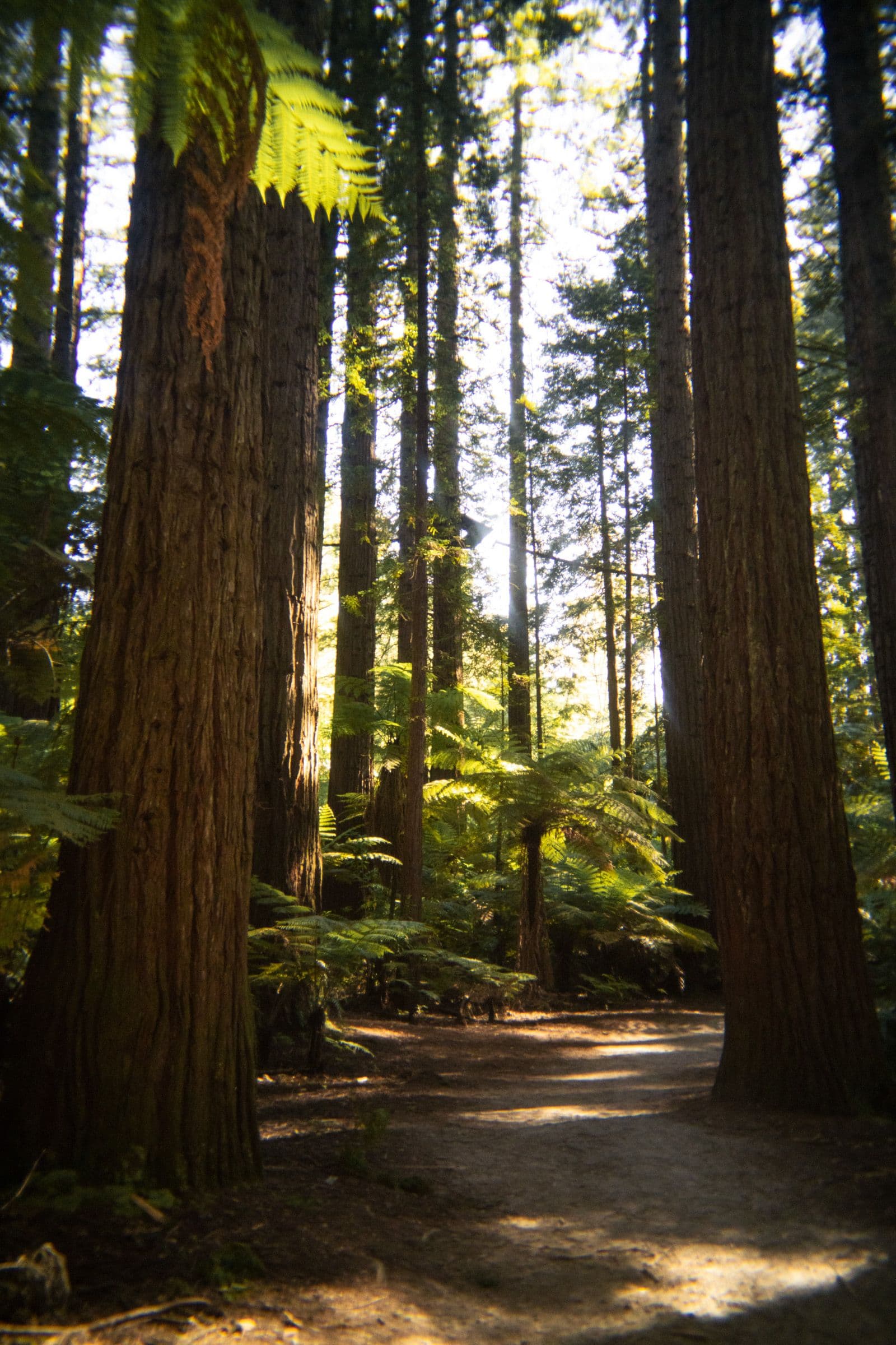 Sunlight filters through tall redwood trunks and tree ferns along a shaded forest path.