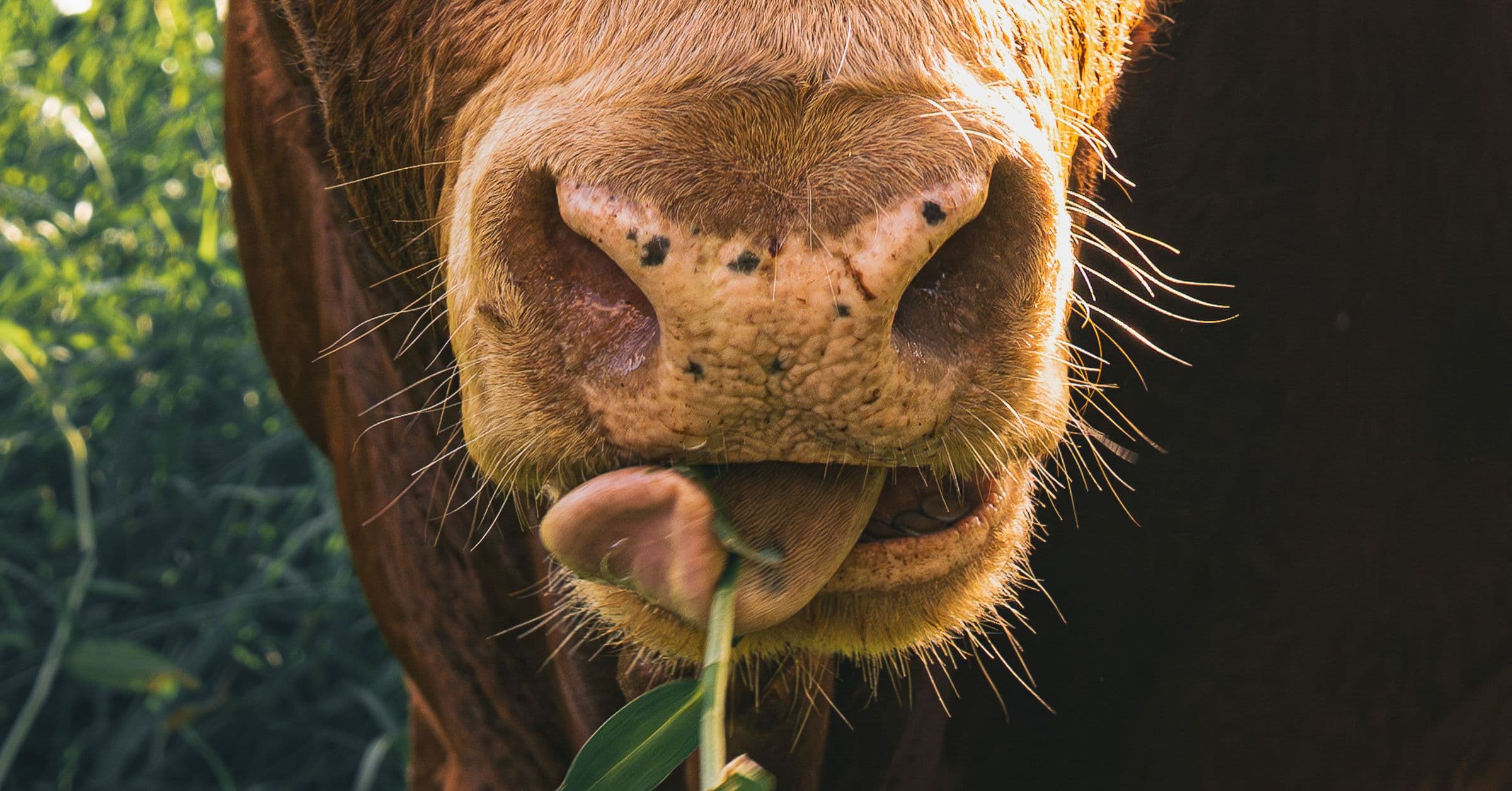 Close-up of a brown cow's muzzle with its tongue wrapped around a single green blade of grass.