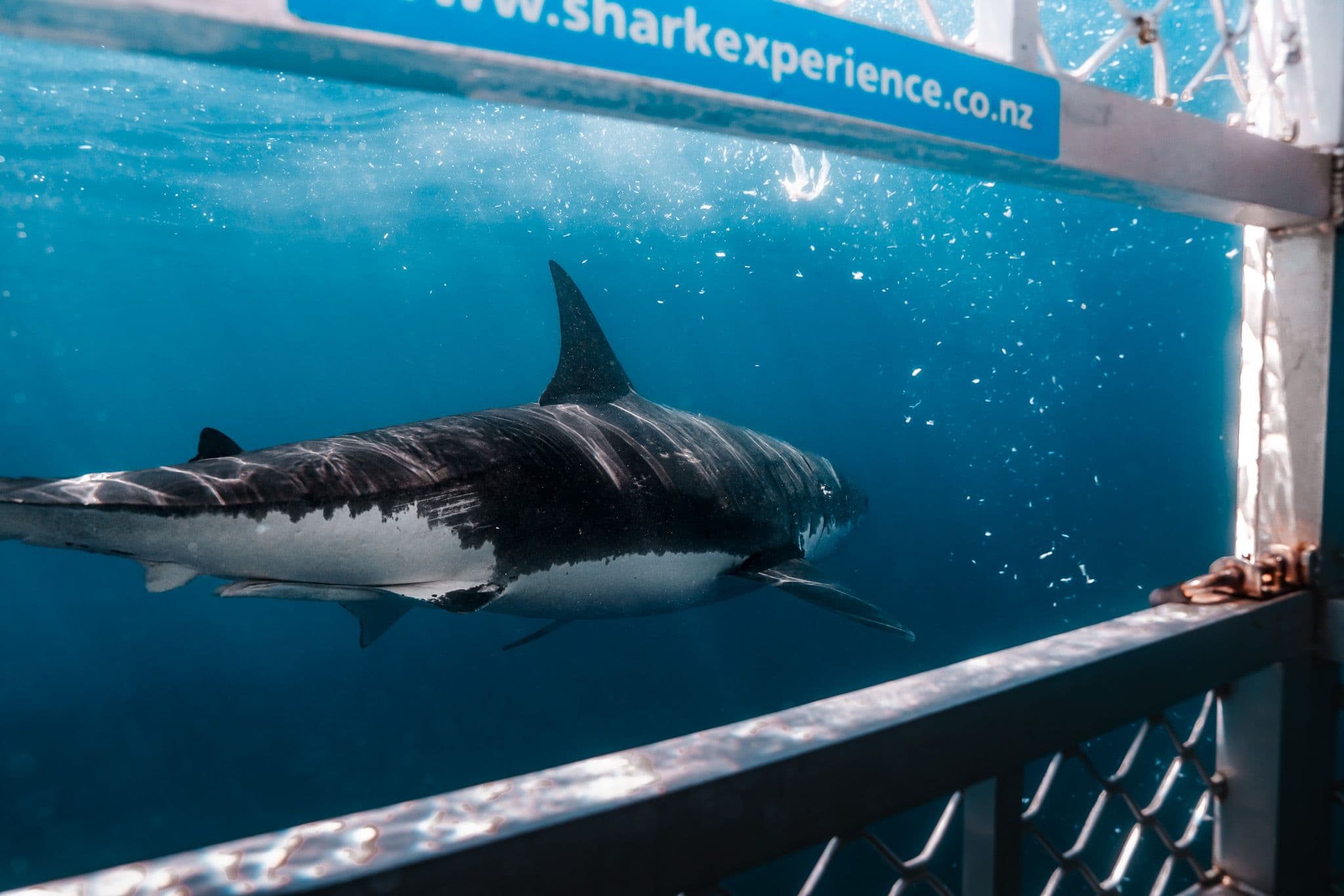 Shark Experience product photography