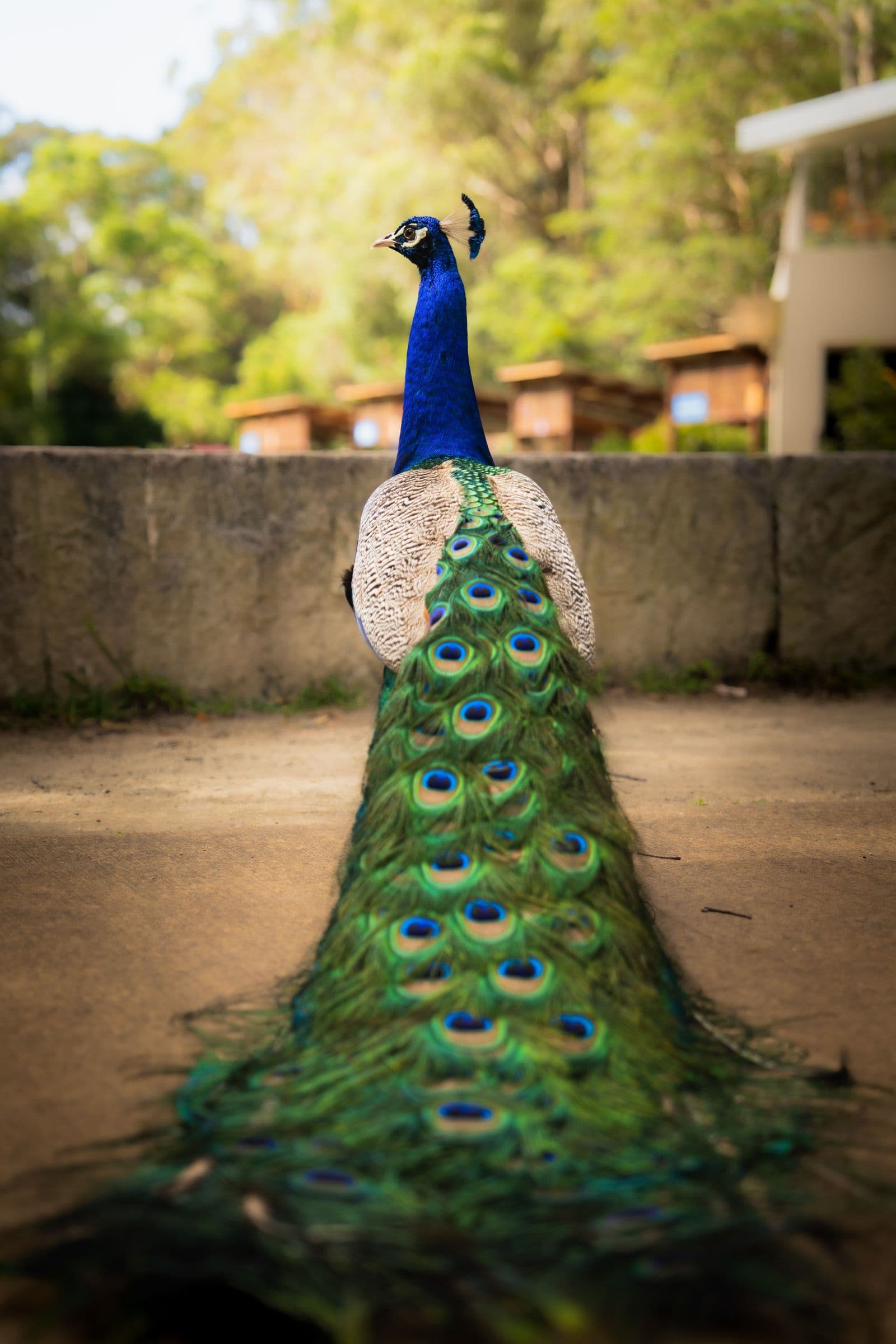 Peacock stands on path with long tail feathers trailing behind, surrounded by blurred greenery.