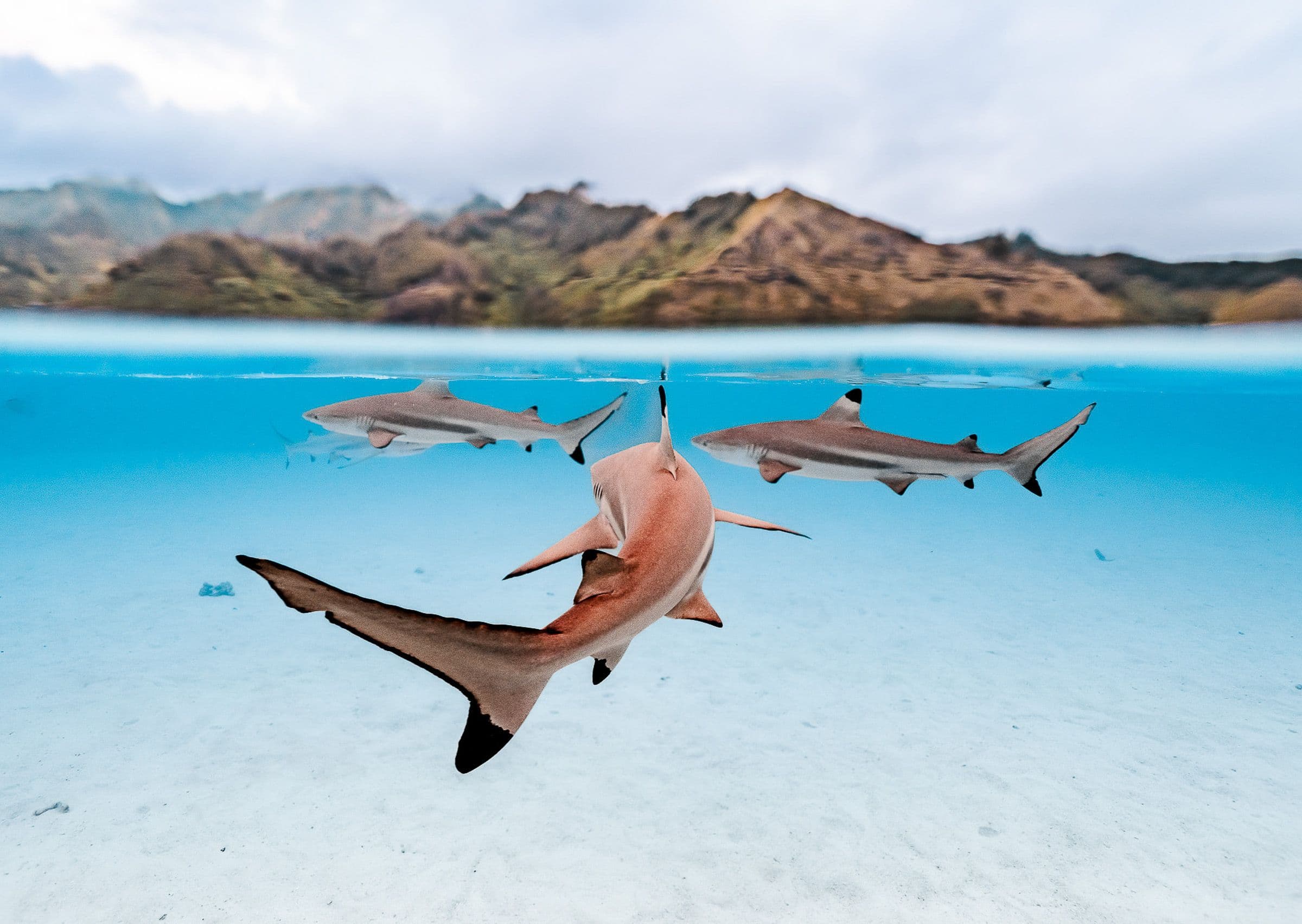 Three blacktip reef sharks swim in clear turquoise shallows below mountain ridges and cloudy sky.