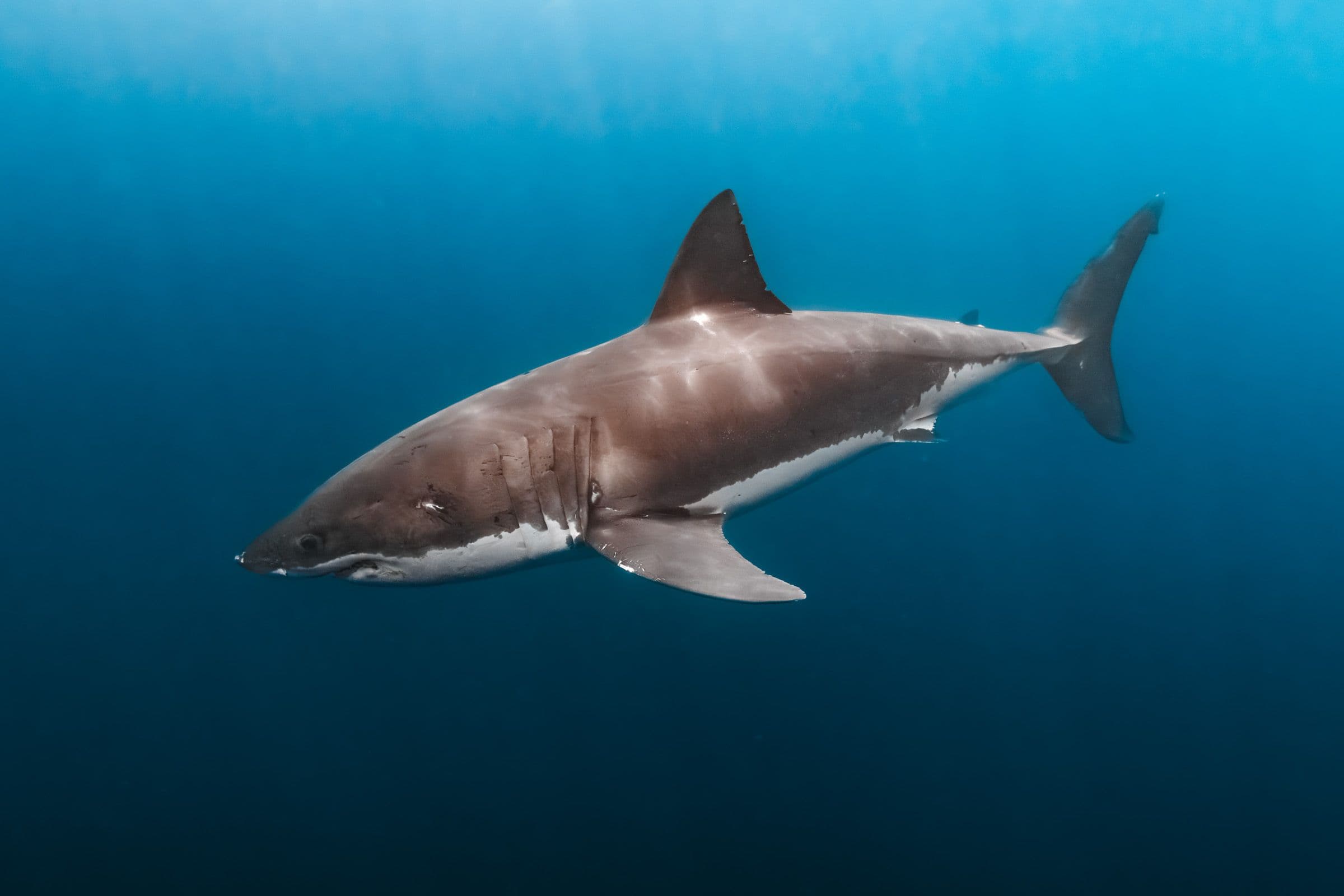 Great white shark swims in profile through deep blue water, its full body and fins clearly visible.