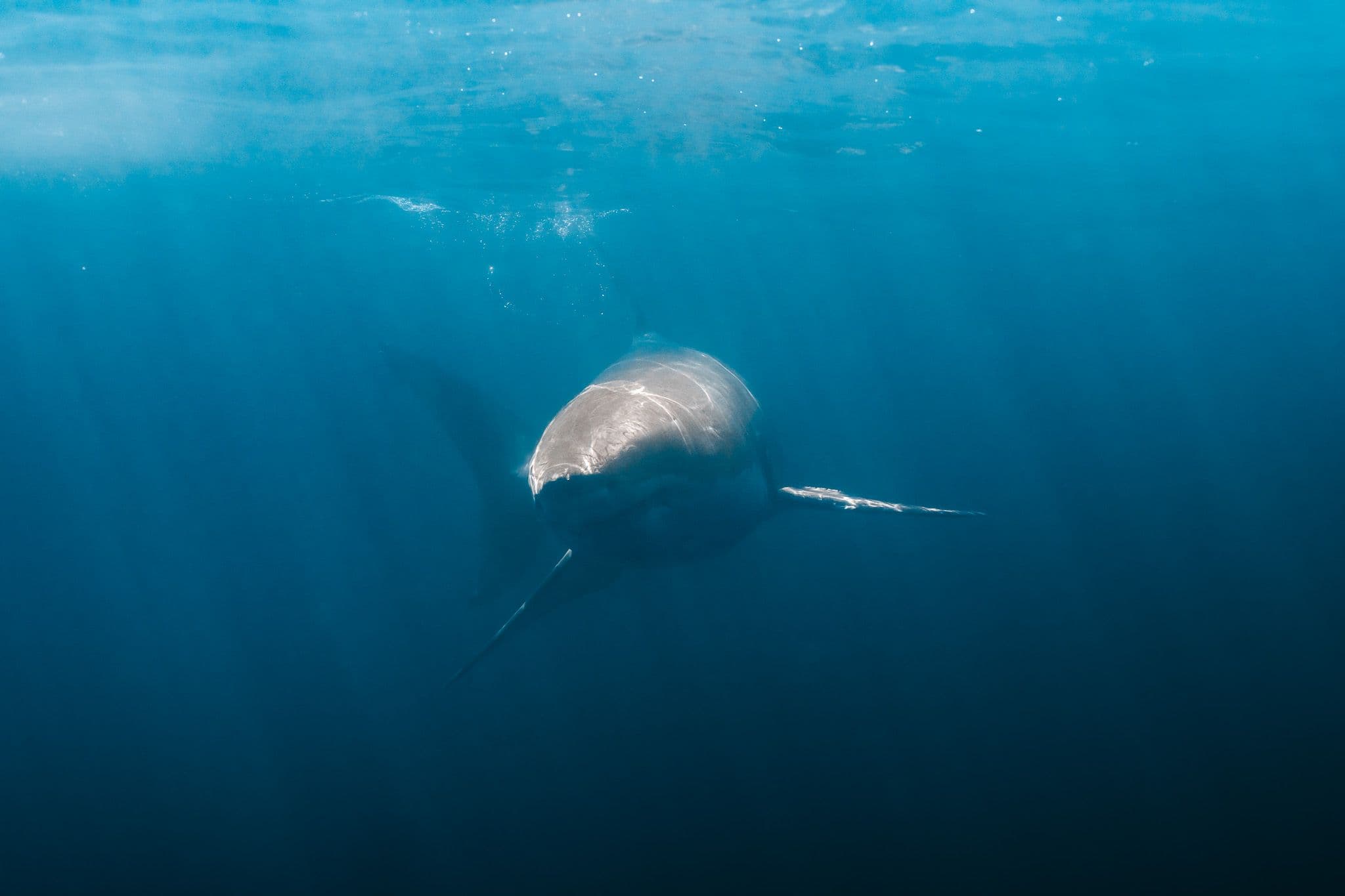 Shark Experience product photography