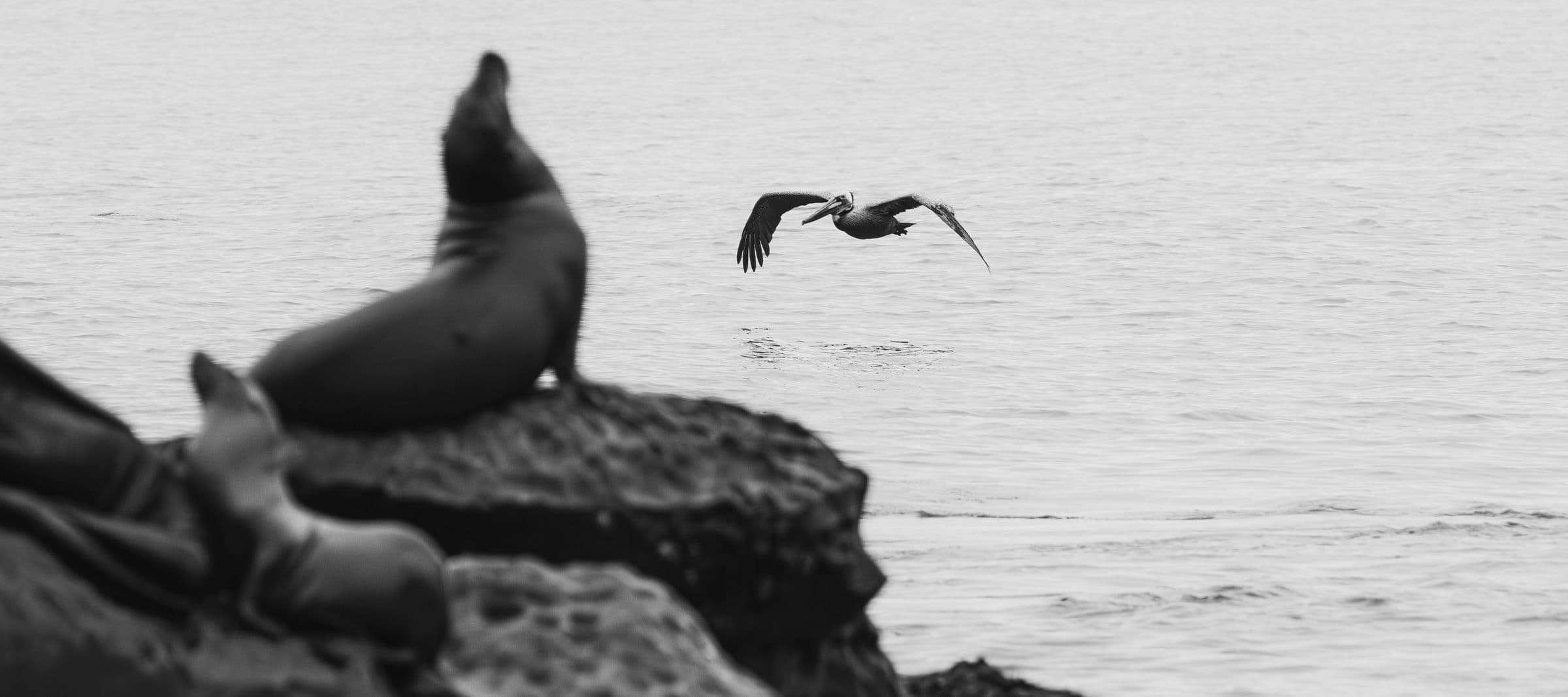 Black-and-white scene of a sea lion resting on a rock as a pelican flies past over the ocean.