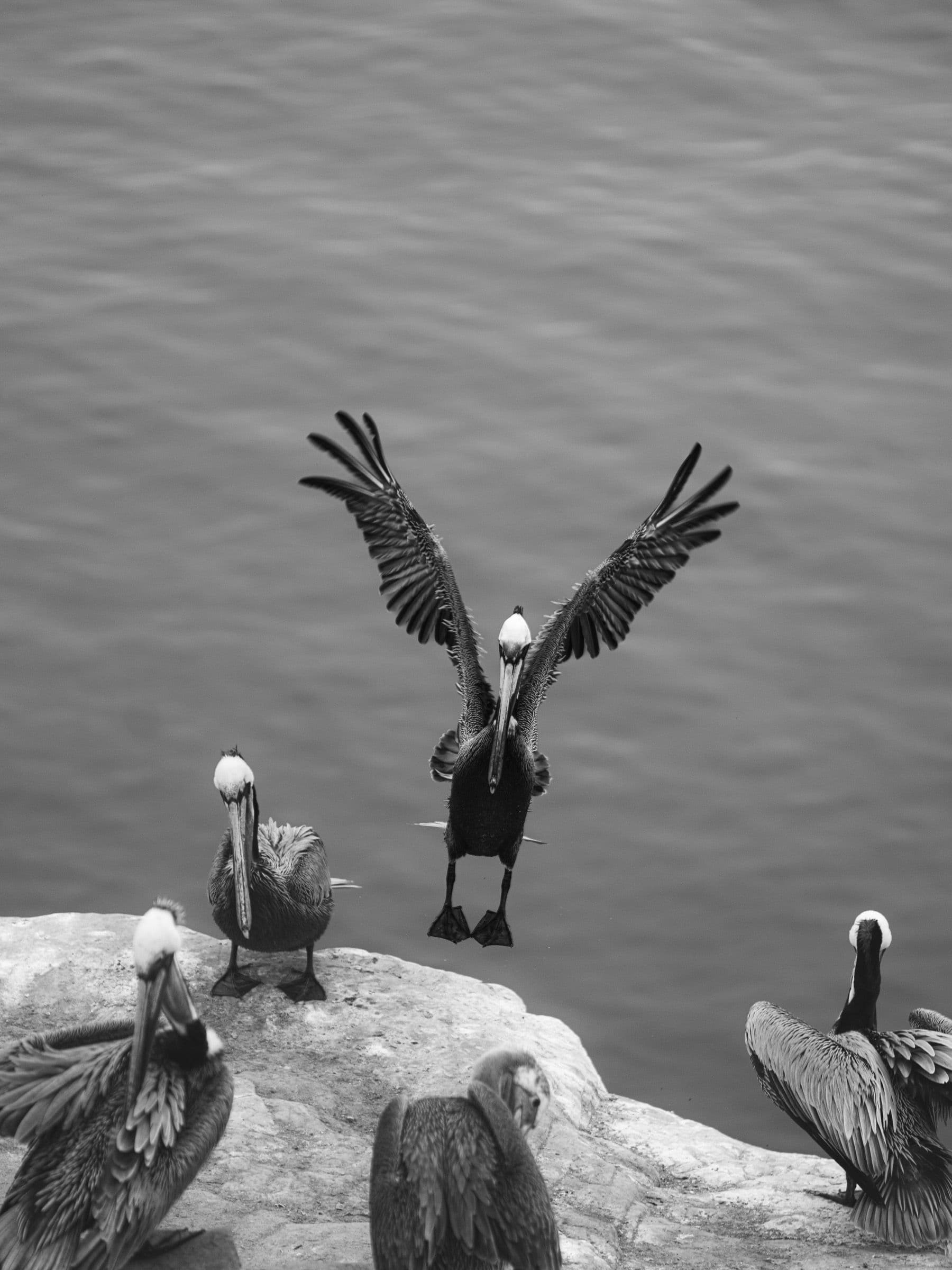 Black and white photo of a pelican landing on a rock with wings spread while others perch nearby.