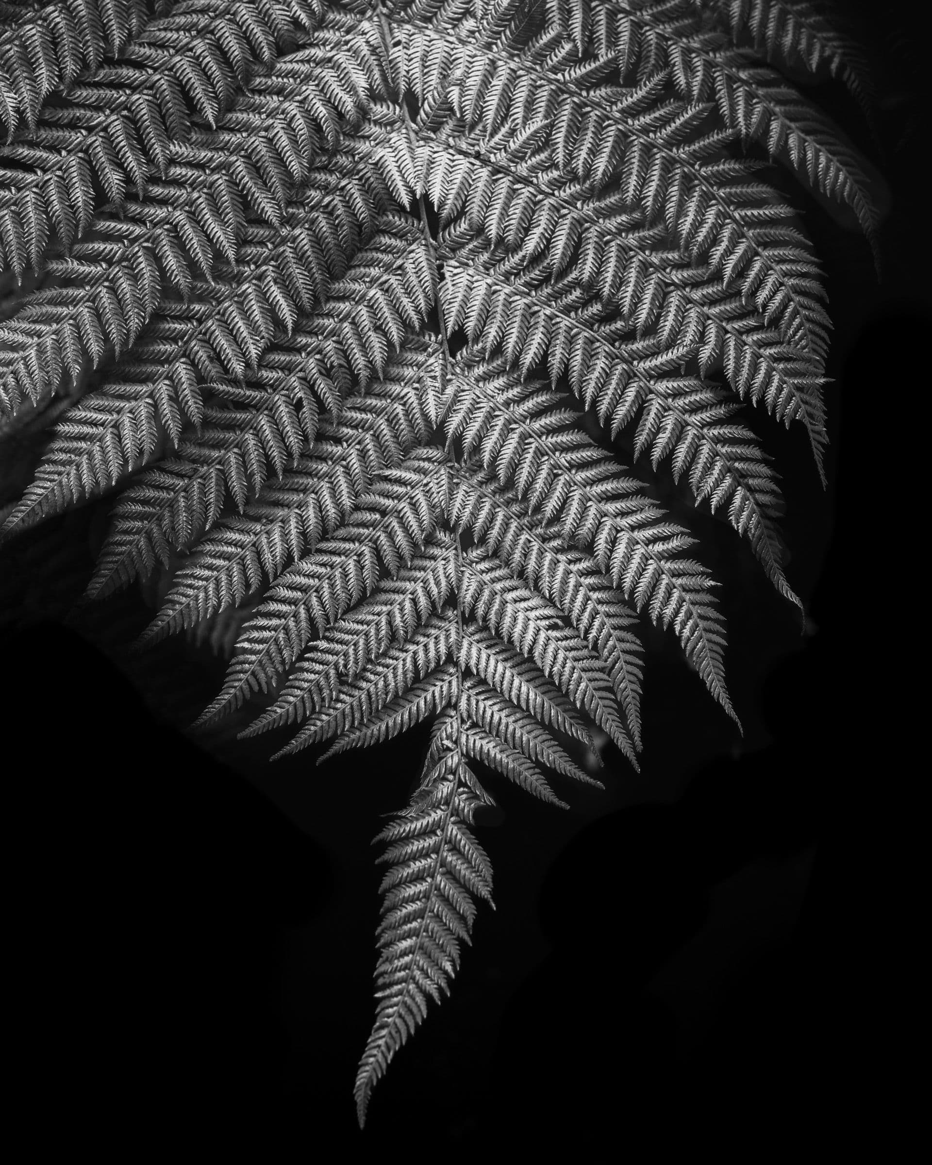 Black and white close-up of a tree fern leaf lit dramatically against a dark background.