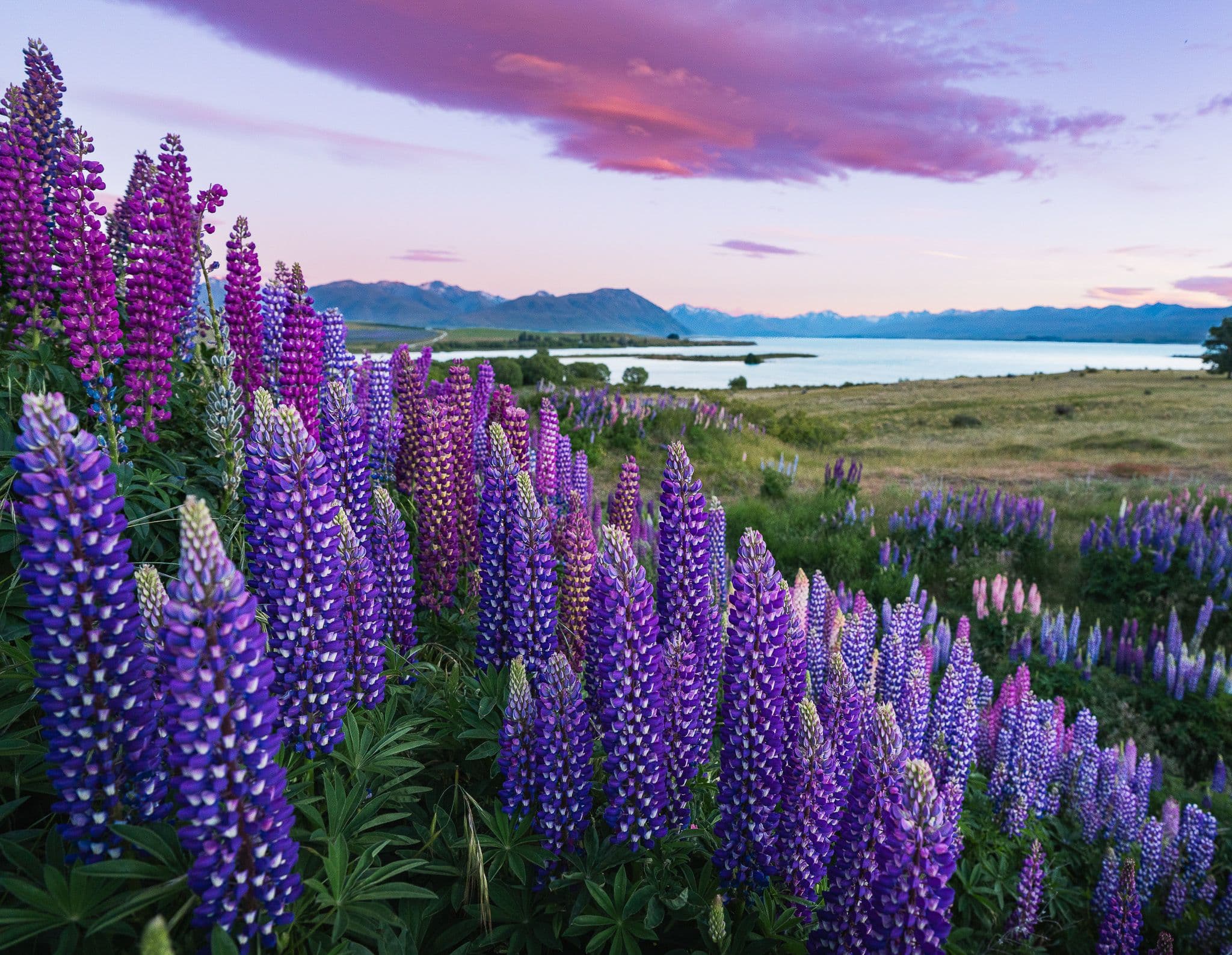 Lupine field in bloom (placeholder. Swap with an Iceland shot.)