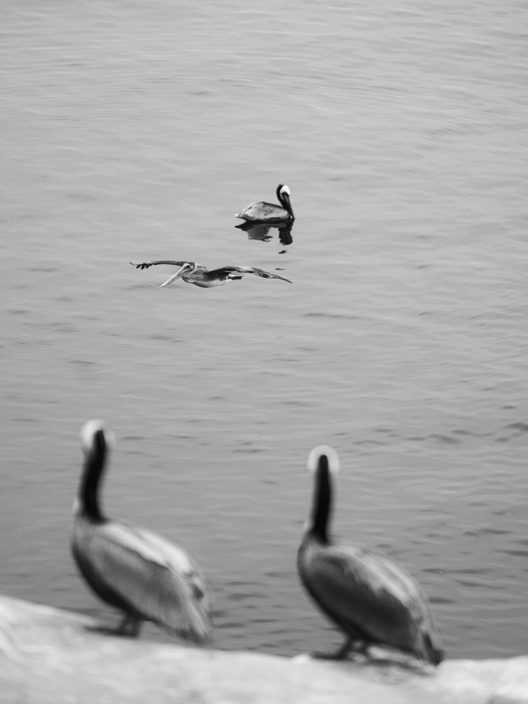 Black and white photo of pelicans on a rock and flying low over the ocean in the distance.