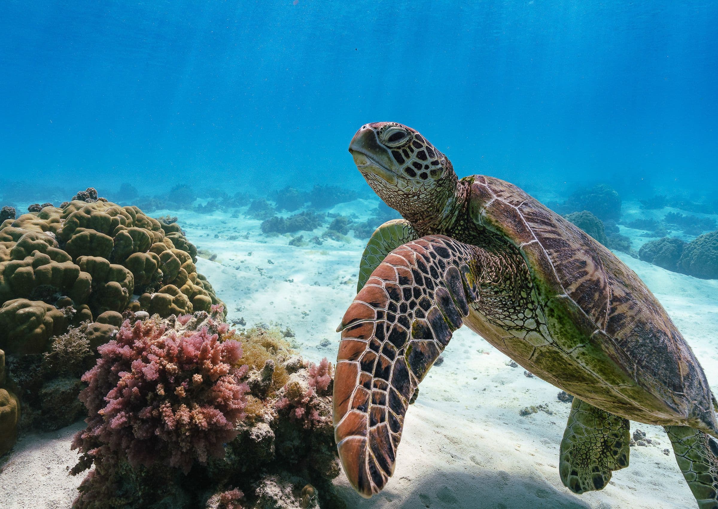 Green sea turtle glides over a sandy bottom beside coral and pink soft corals in clear tropical water.