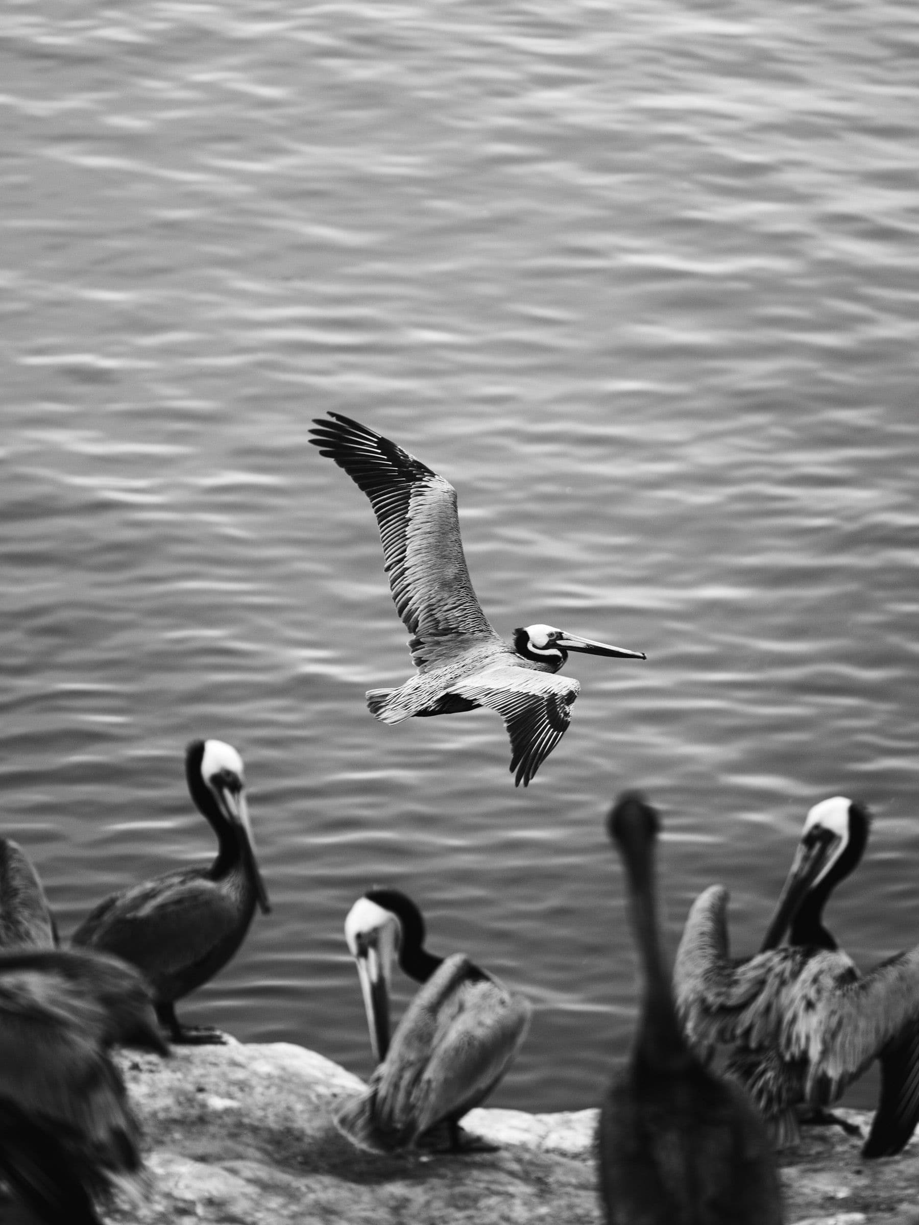 Black and white photo of a pelican flying over water with a small group of pelicans on rocks below.