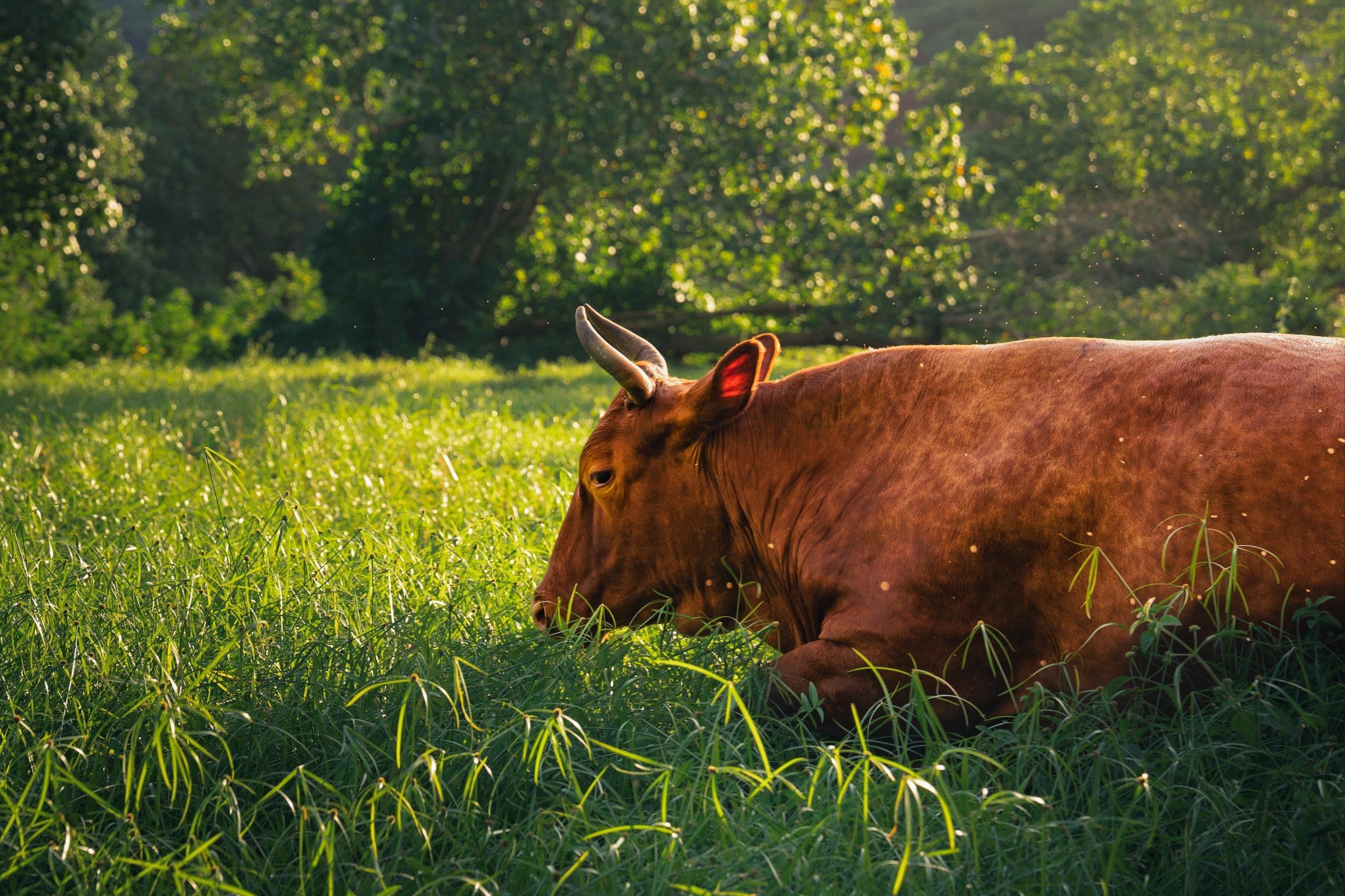 Brown cow lying in tall sunlit grass with dense green trees softly blurred in the background.
