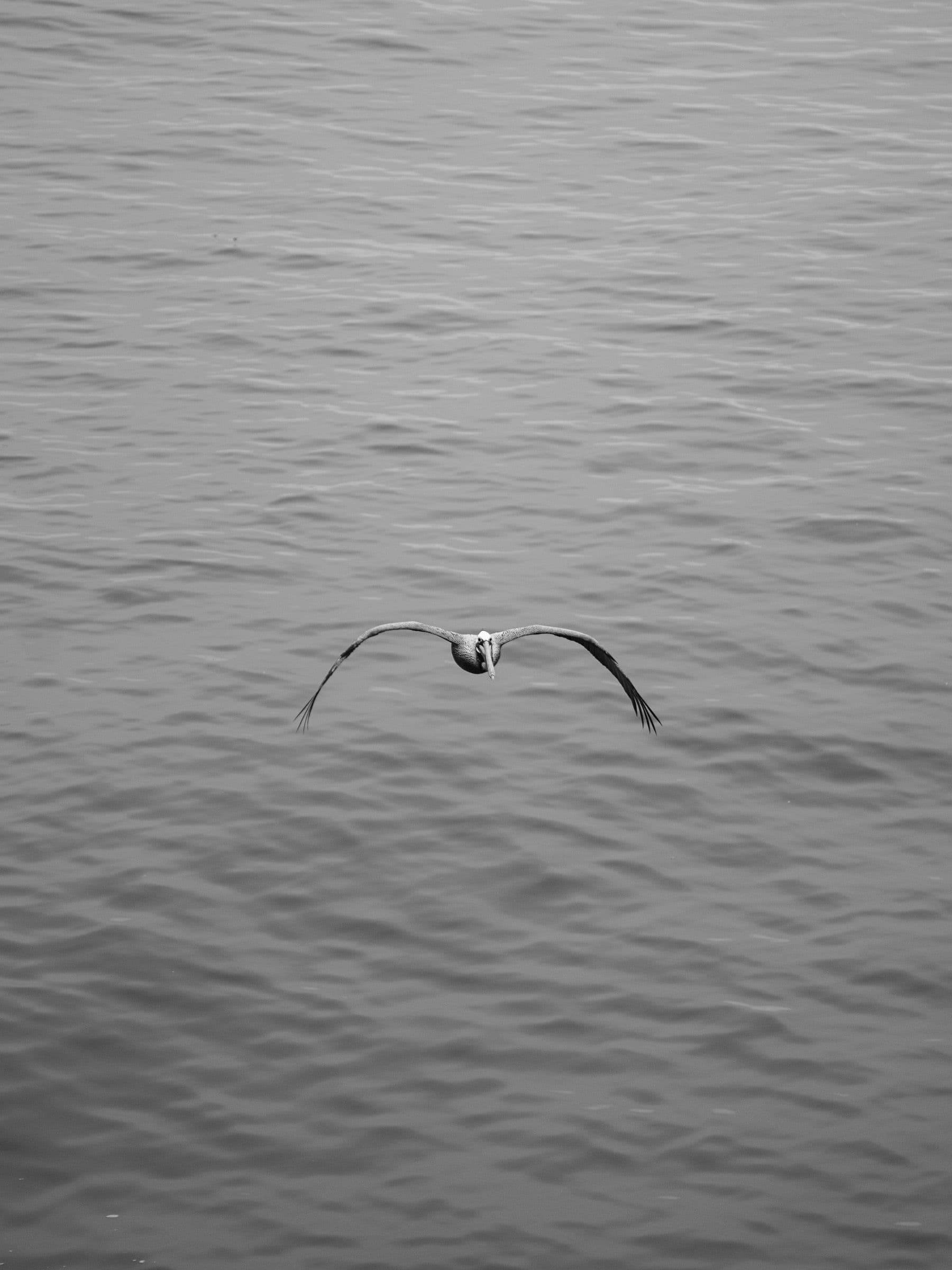 Black and white photo of a single pelican flying low over a wide expanse of rippled ocean water.