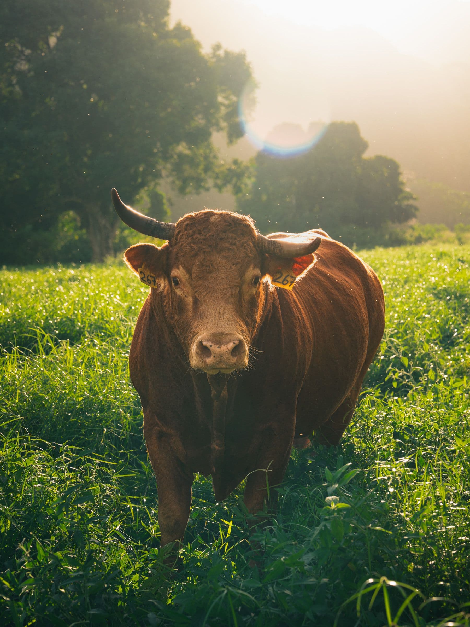 Brown bull with horns stands in tall green grass at sunset, backlit by warm light through trees.