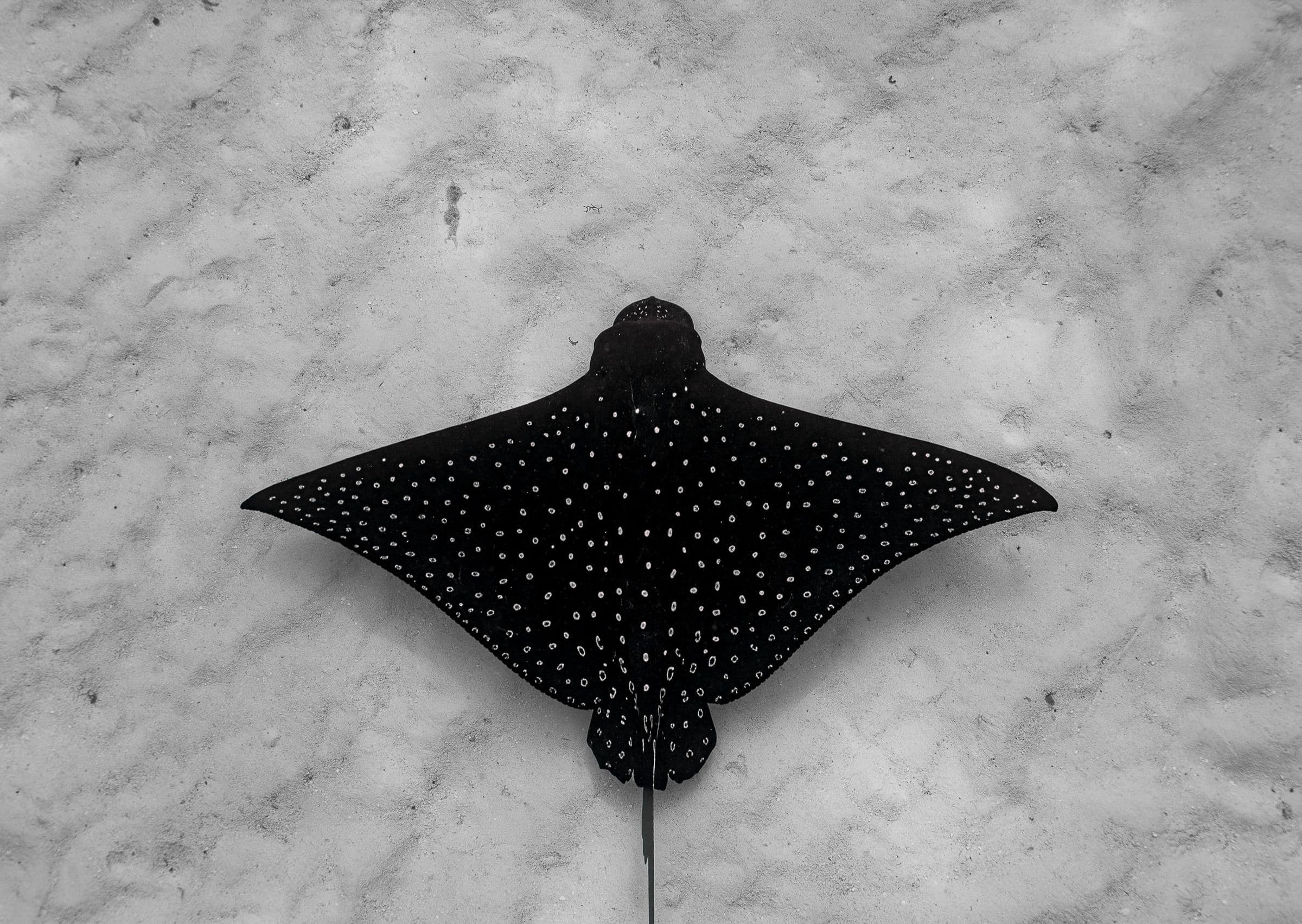 Overhead underwater photo of a spotted eagle ray gliding over a pale sandy seafloor.