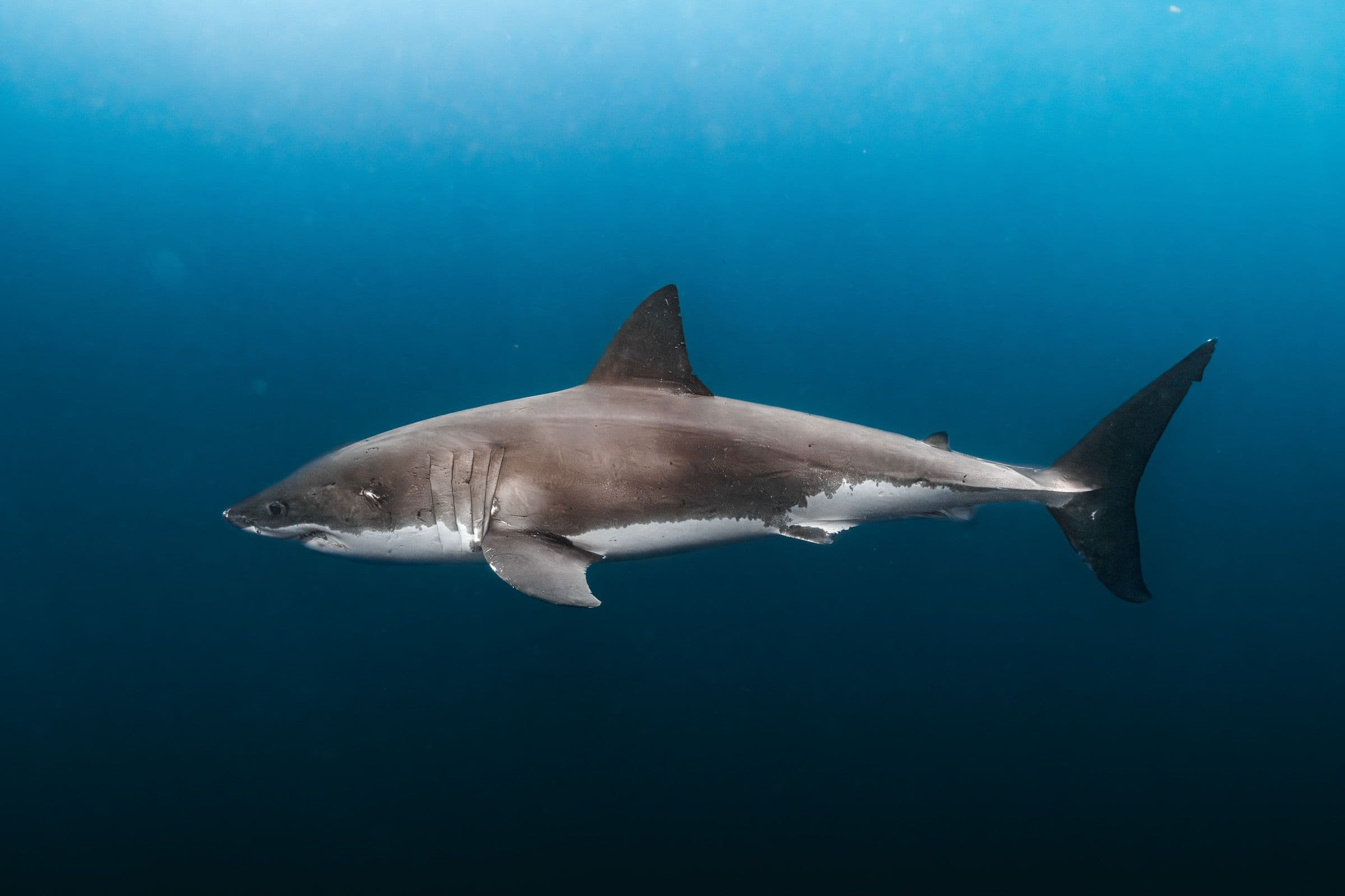 Side profile of a great white shark suspended in deep blue water with a lighter blue surface overhead.