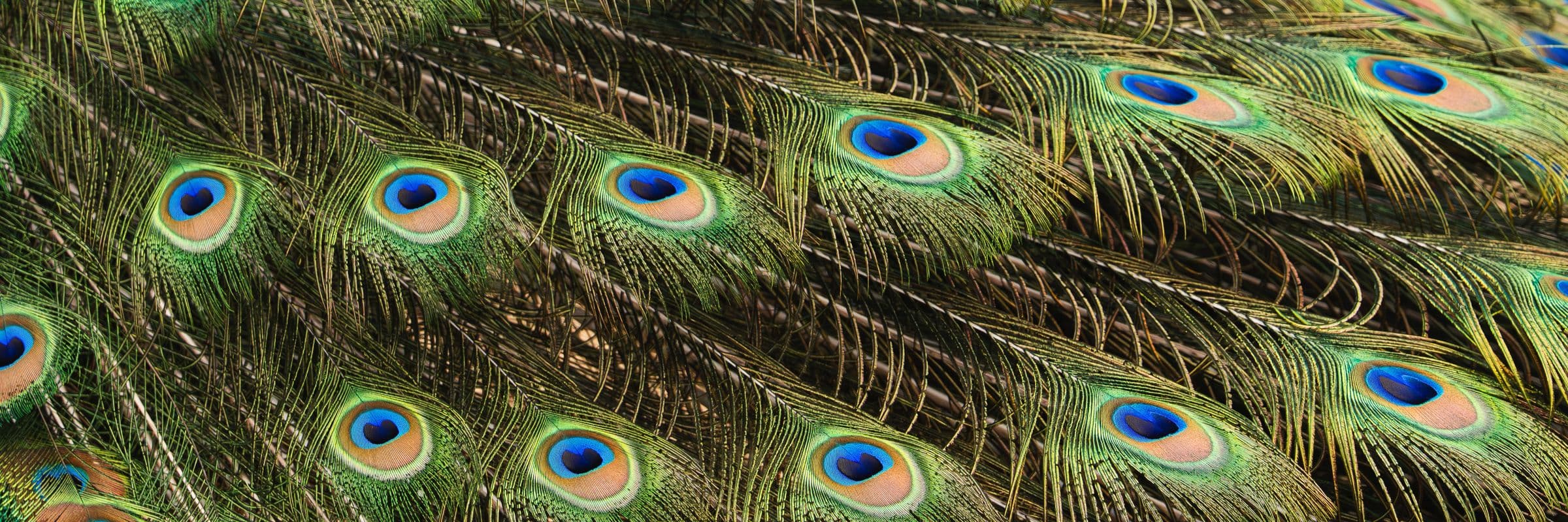 Close-up of peacock tail feathers with rows of blue and green eye patterns.