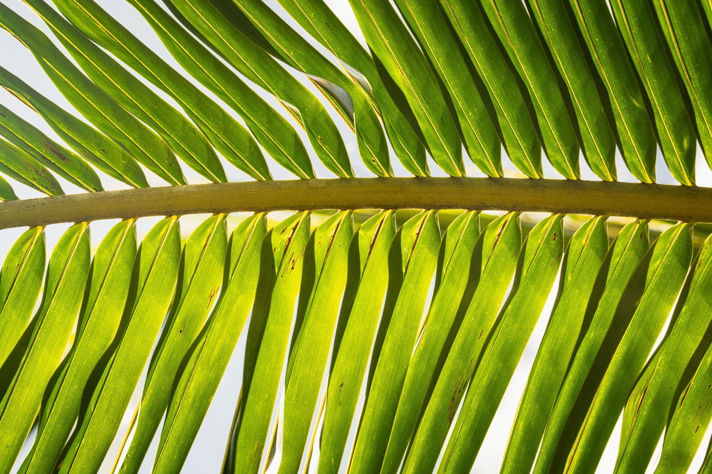 Backlit green palm leaf with long slender blades fanning out from a central stem.