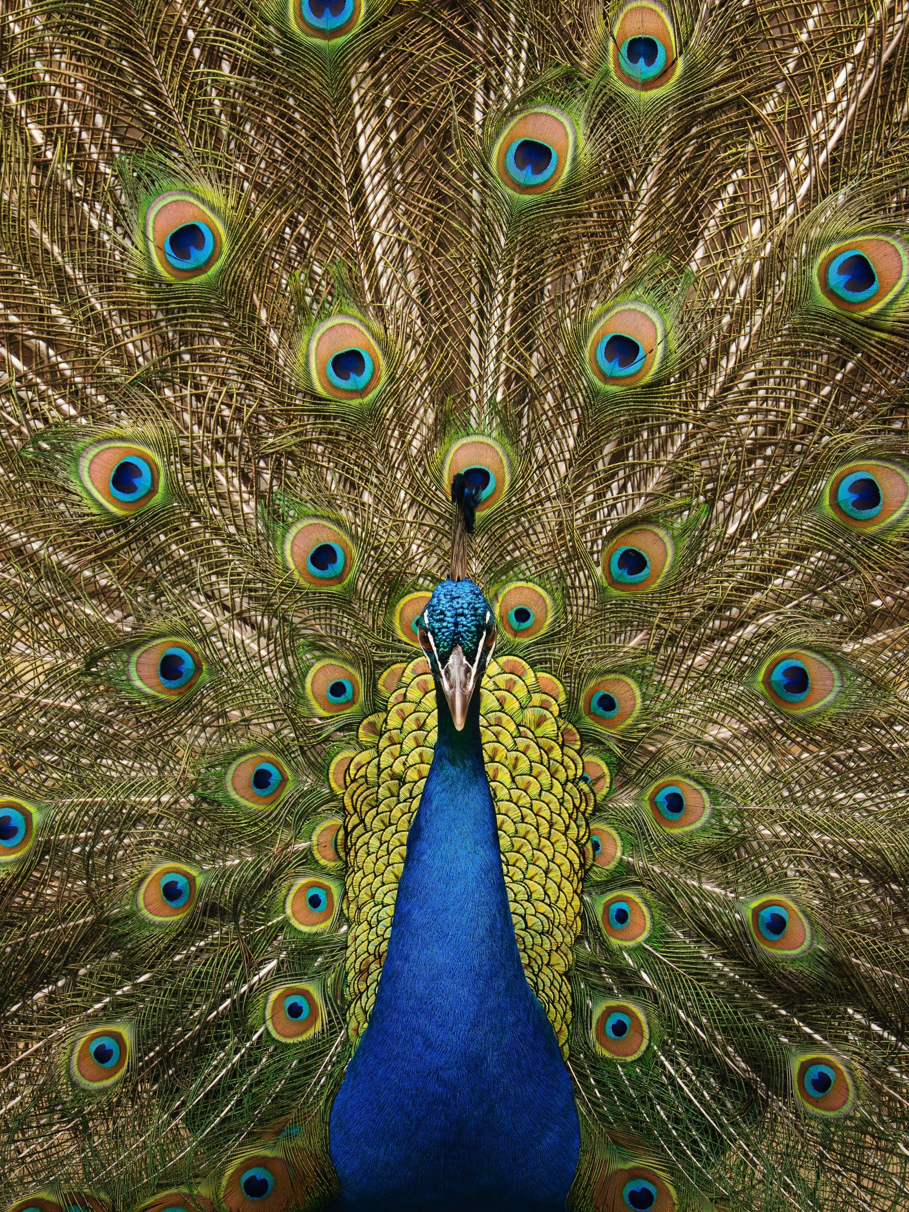 Male peacock facing camera with fully fanned tail of iridescent blue and green eye feathers.