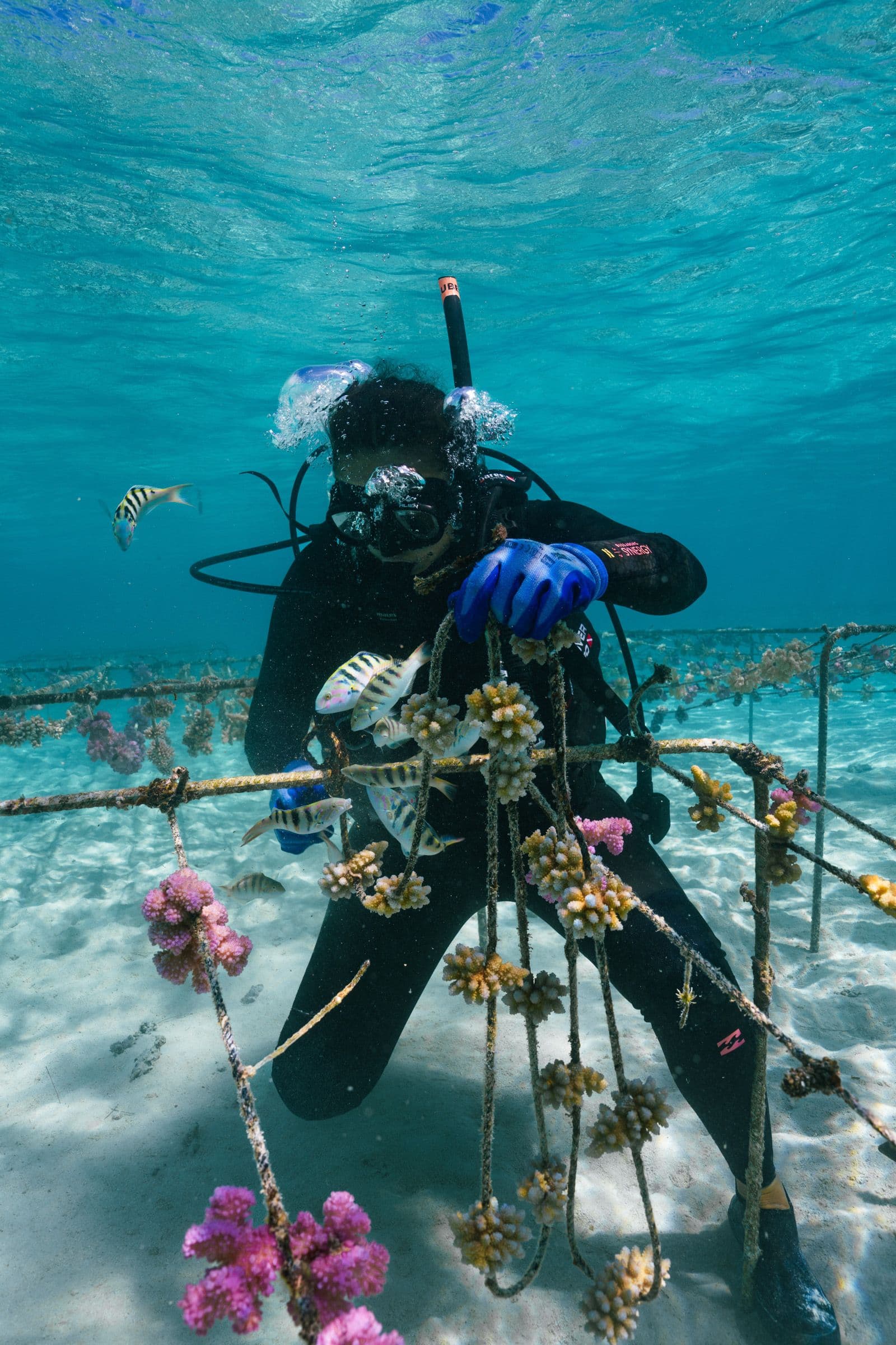 Scuba diver in a black wetsuit tending to a coral nursery frame on a shallow sandy reef.
