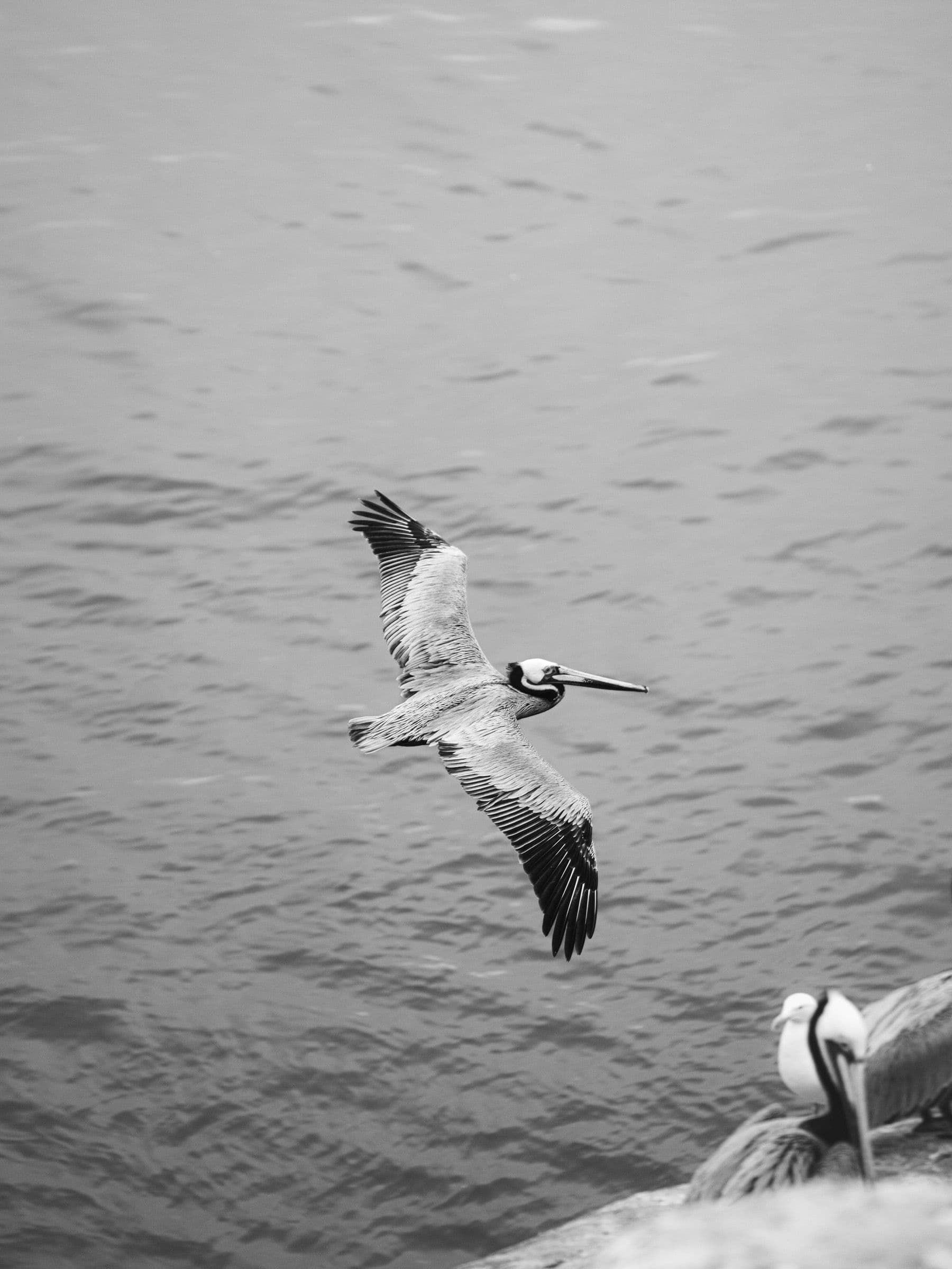 Black and white photo of a pelican flying low over the ocean with its wings fully spread.