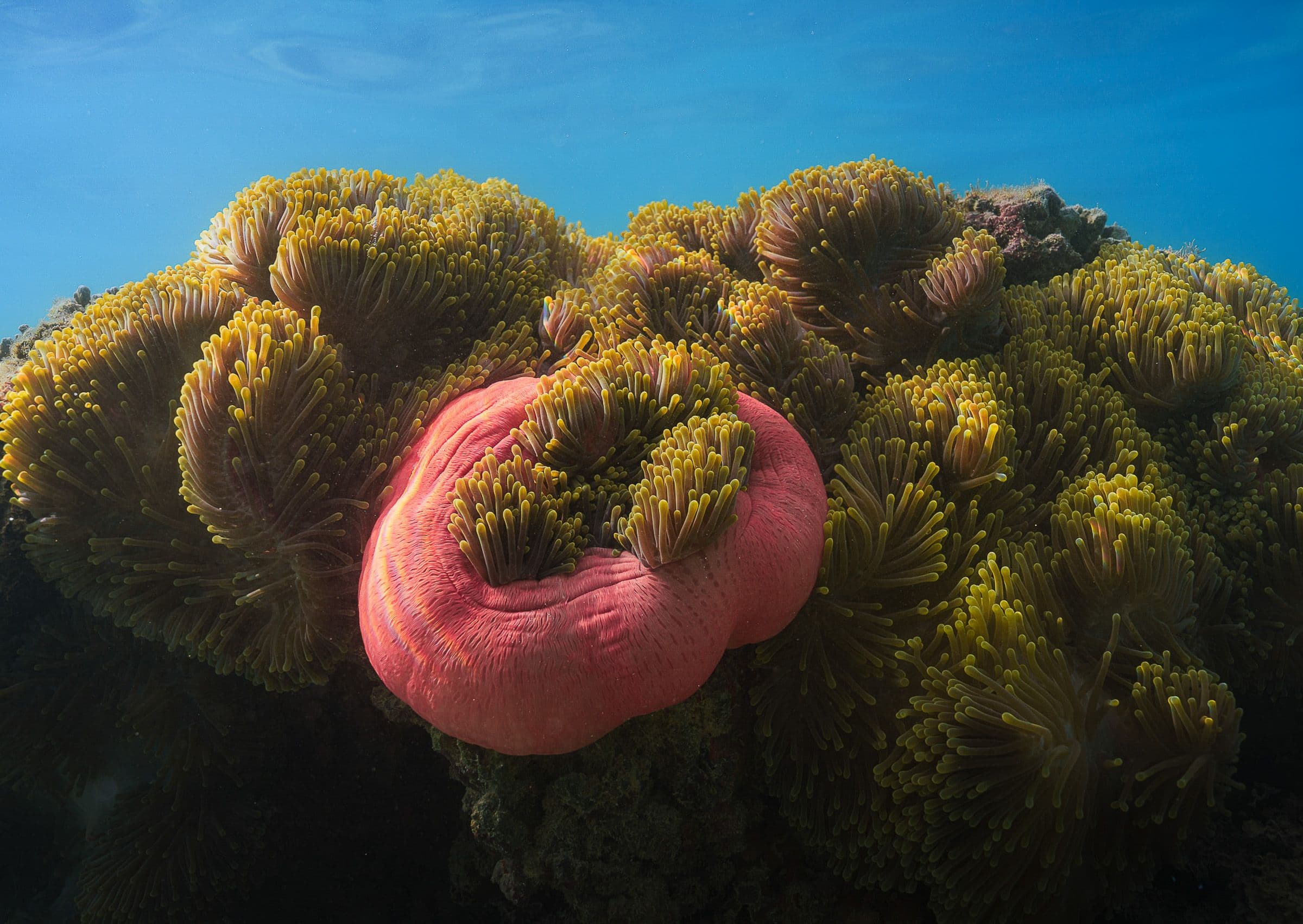 Underwater view of a pink sea anemone surrounded by yellow-tipped tentacles on a coral reef.
