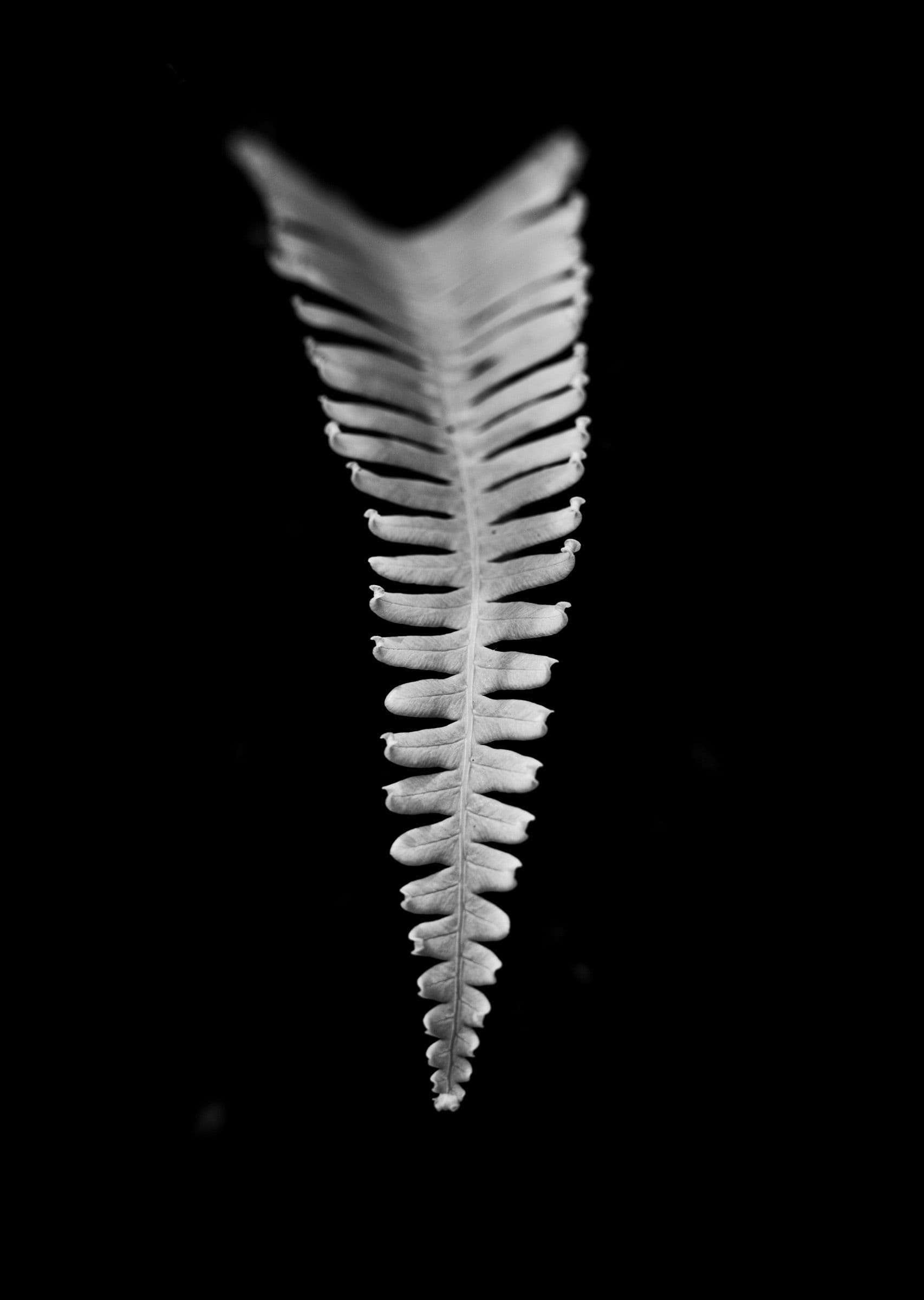 Black and white study of a single fern leaf hanging vertically against a pure black background.