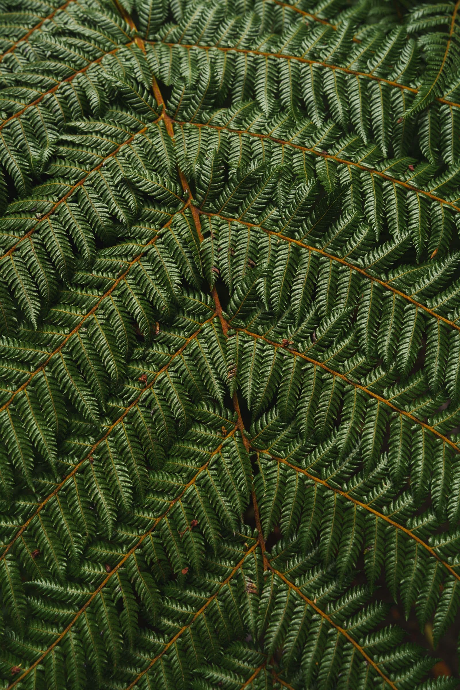 Close-up of a dense green tree fern leaf with repeating feather-like patterns.