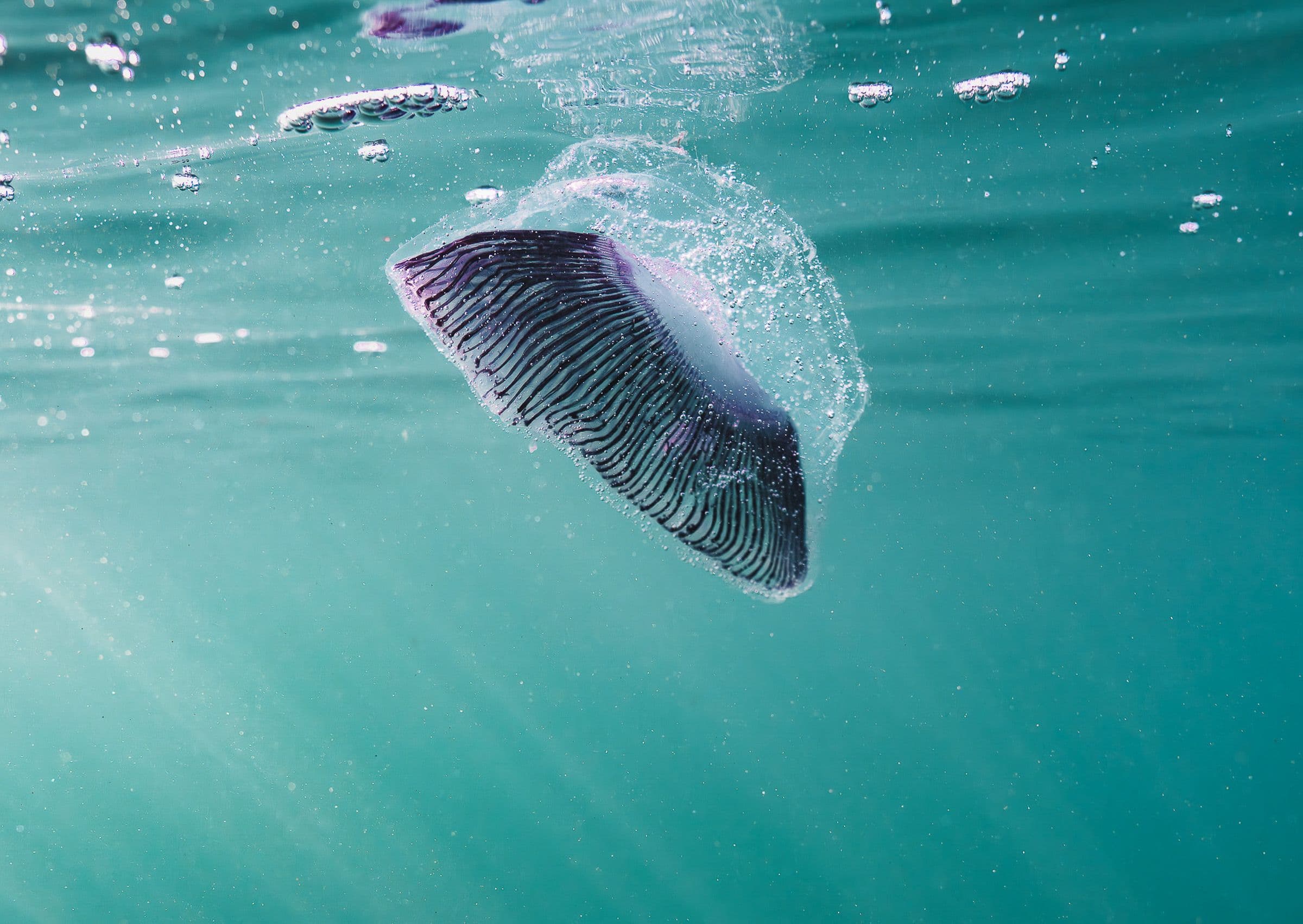 Small fish swims just beneath turquoise ocean surface with bubbles and sunrays in water.