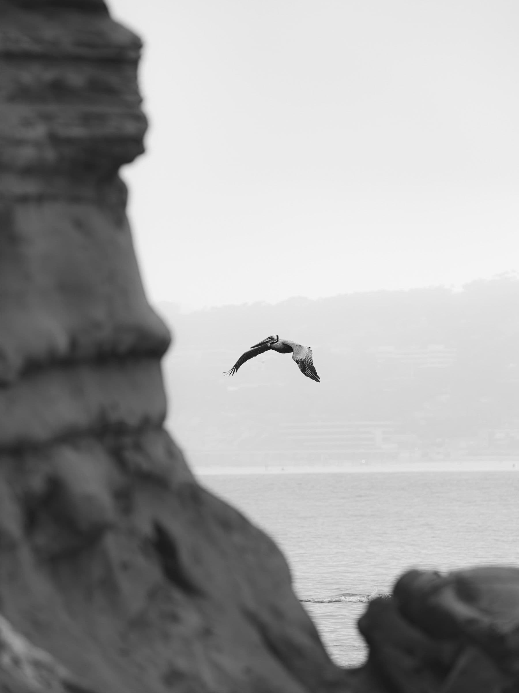 Black-and-white photo of a pelican gliding past tall coastal cliffs above the ocean.