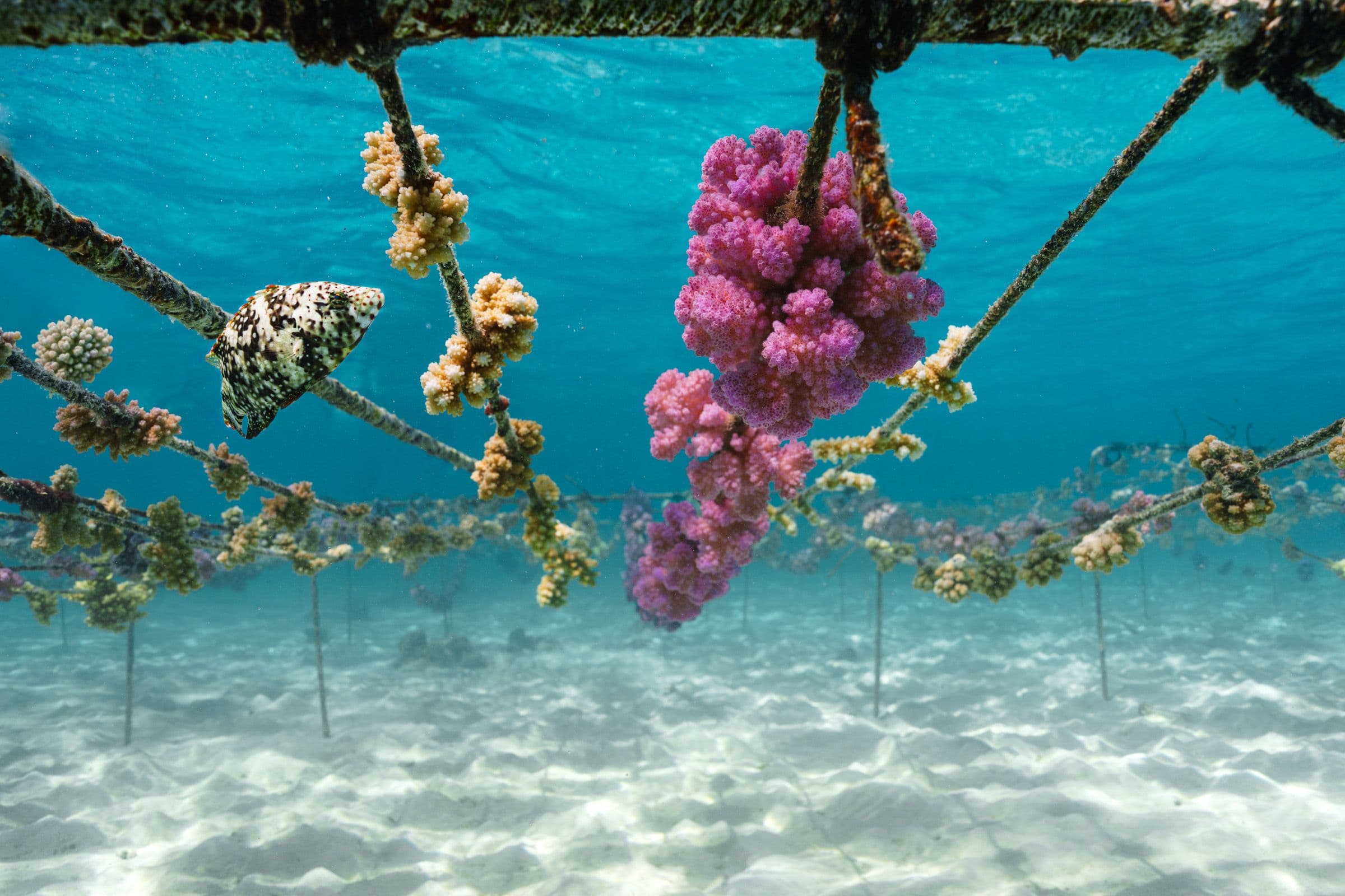 Pink and cream coral colonies growing on ropes at an underwater nursery above a sandy sea floor.