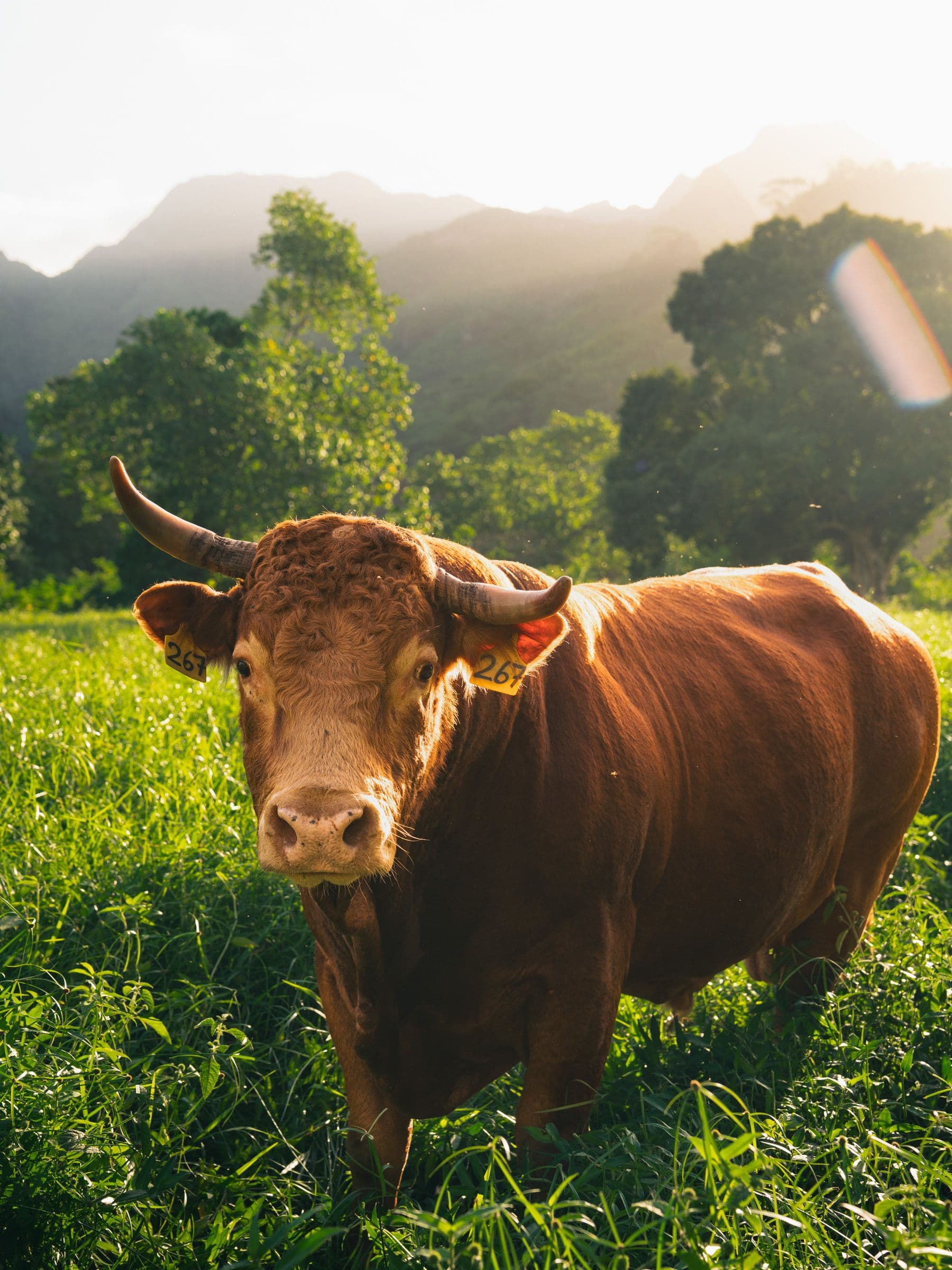Horned brown cow with yellow ear tags stands in a grassy meadow below misty forested mountains.
