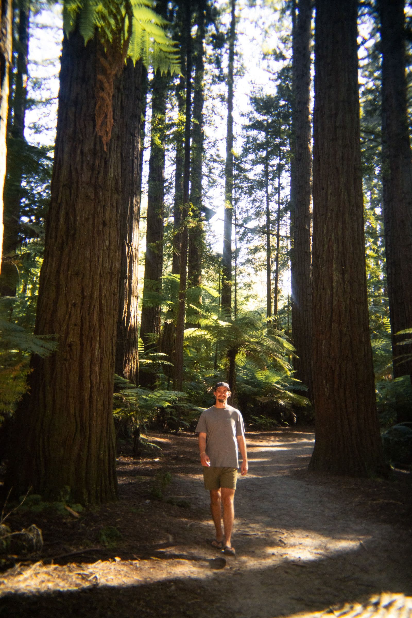 A man in shorts and a T-shirt walks a dirt trail between massive redwood trunks and ferns.