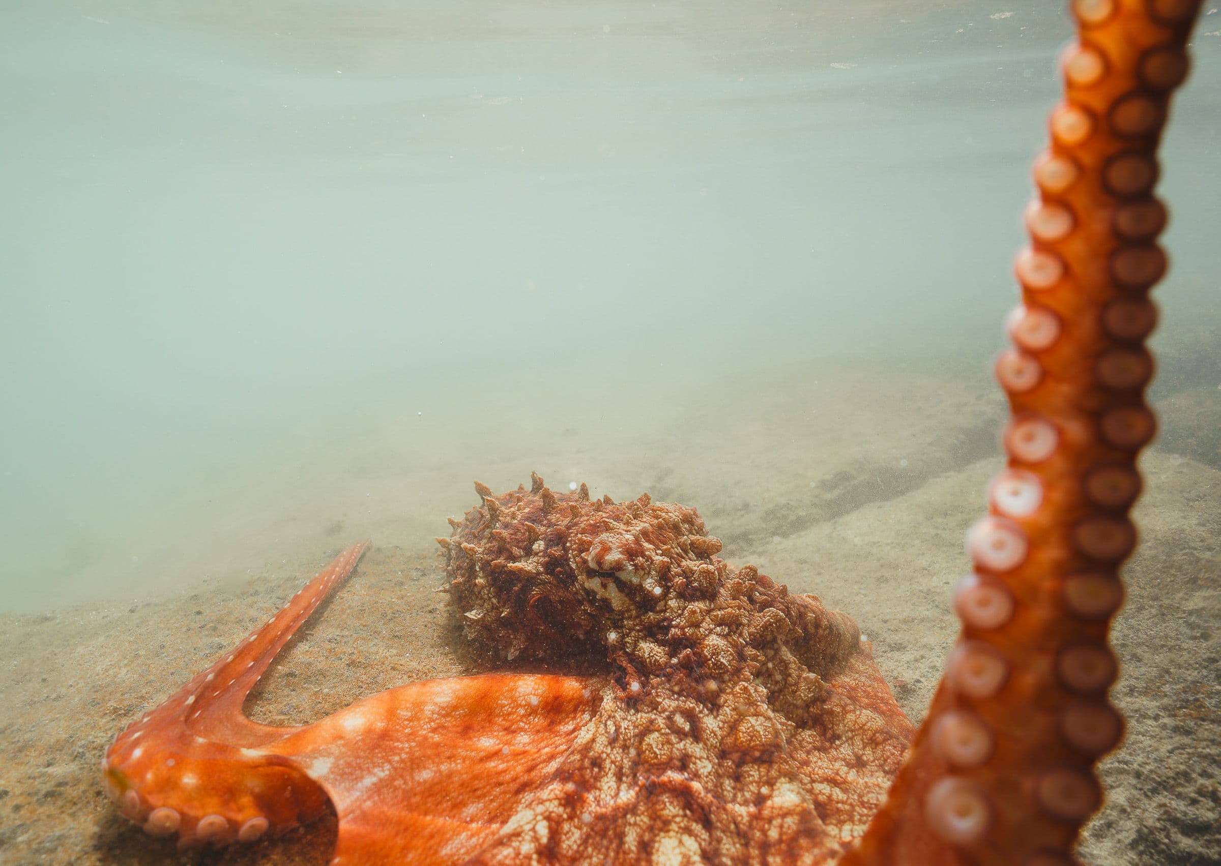 Orange octopus resting on rocky sea floor in shallow water with one arm stretched upward.