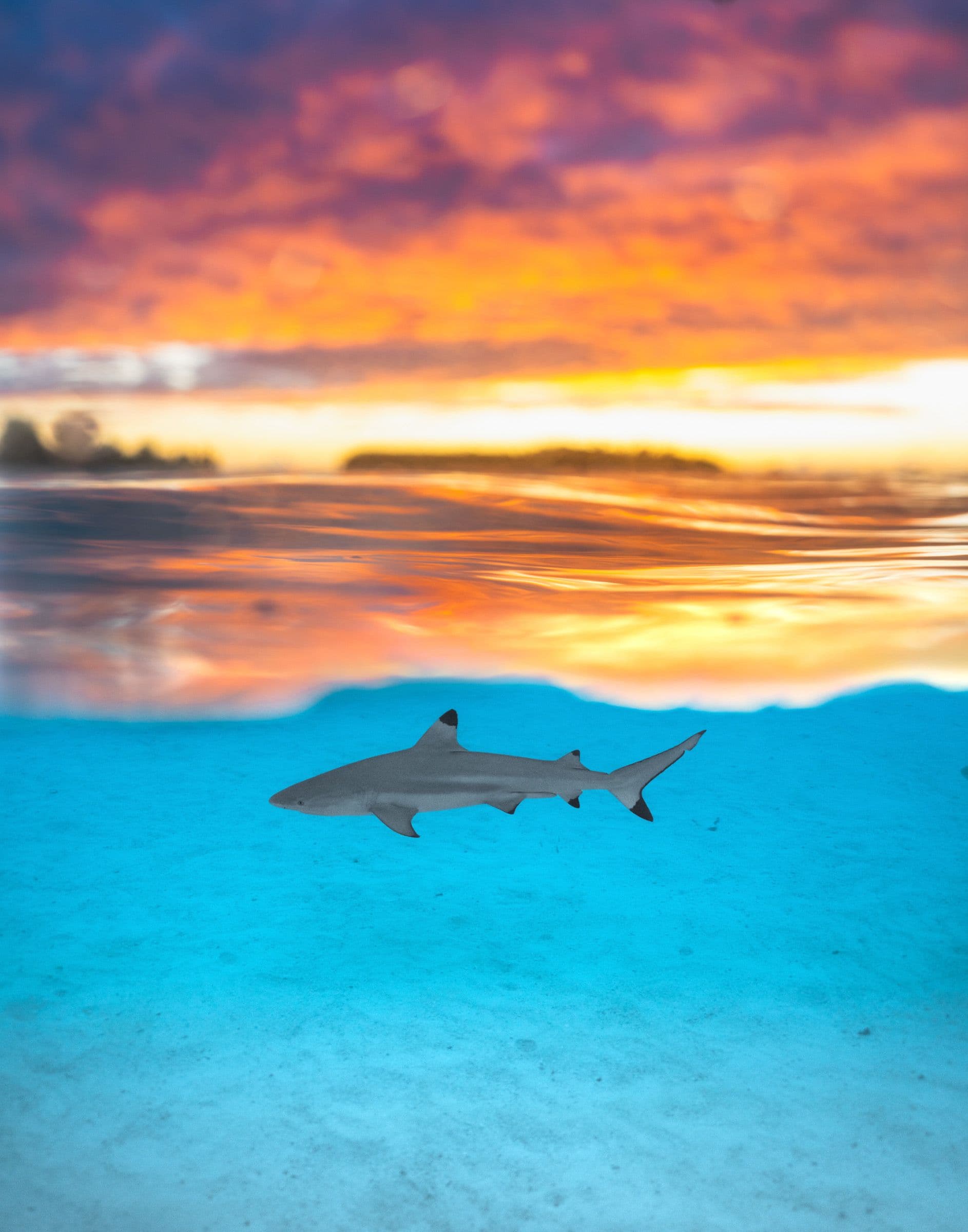 Split-level view of a fiery orange and pink sunset sky above, and a blacktip reef shark swimming over pale sand below.