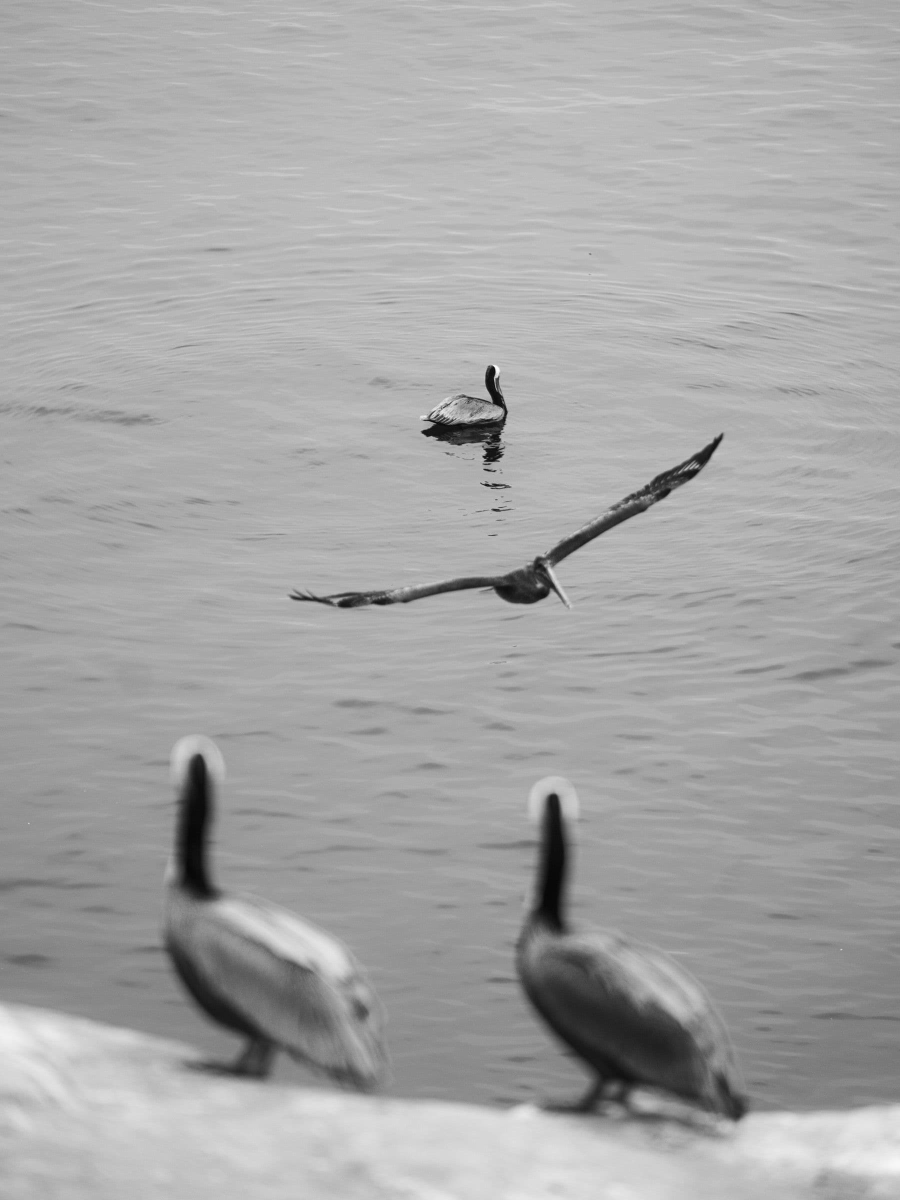 Black and white image of three pelicans near the ocean, one flying, one floating, two on a rock.