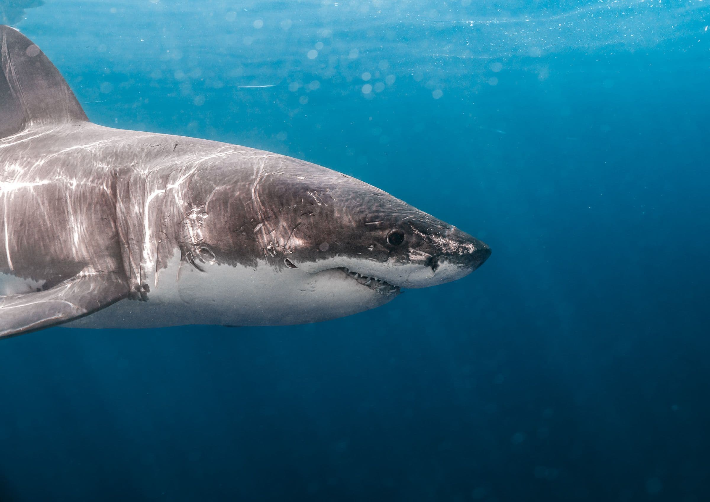 Great white shark swimming near the surface in clear blue water, facing the camera with visible teeth.