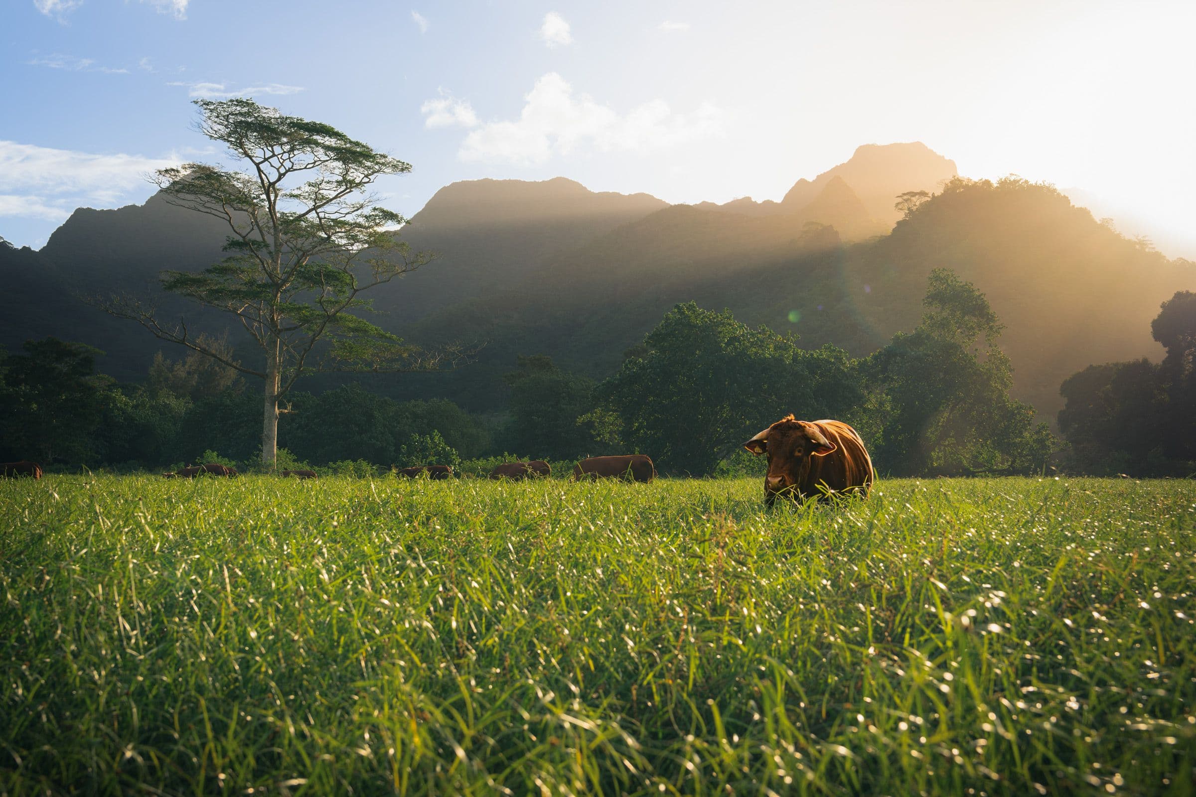Cow grazes in a tall grass field below tropical mountains and a single tree at sunset.