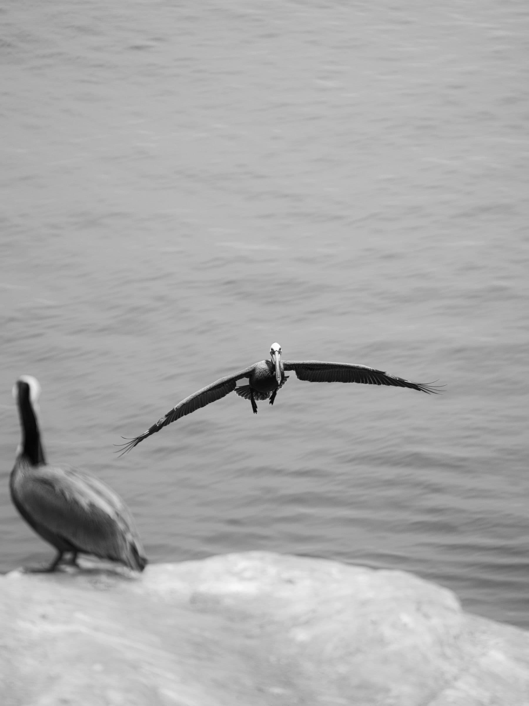 Black and white photo of a pelican gliding toward a rock where another pelican stands watching.