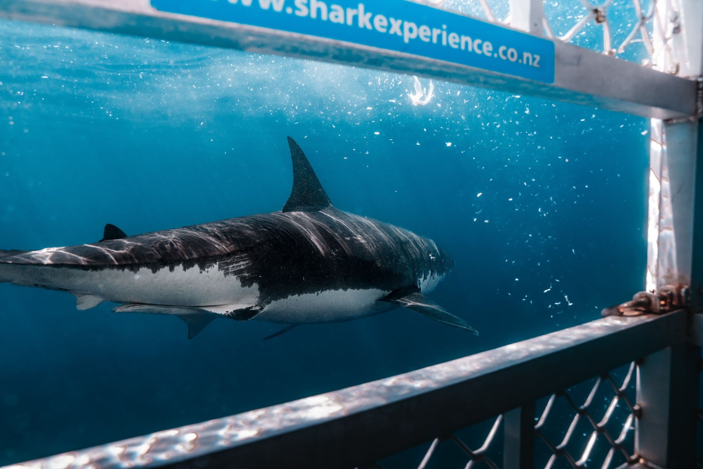 Great white shark swims past a metal dive cage with a Shark Experience sign visible at the surface.