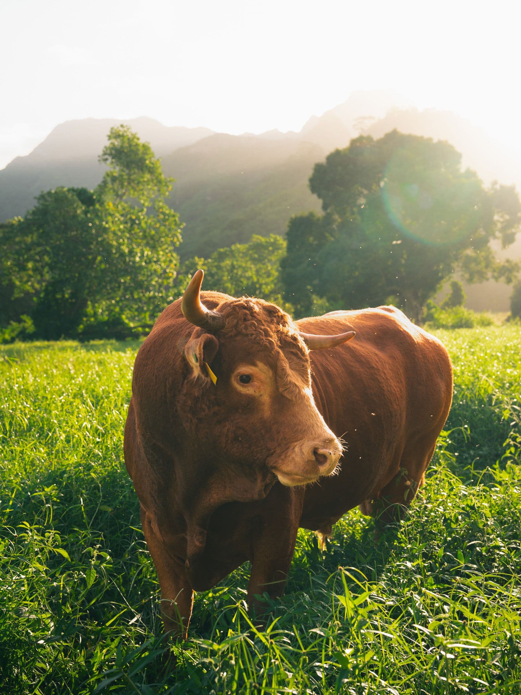 Brown cow with small horns in a meadow of tall grass with misty mountains glowing in sunset light.