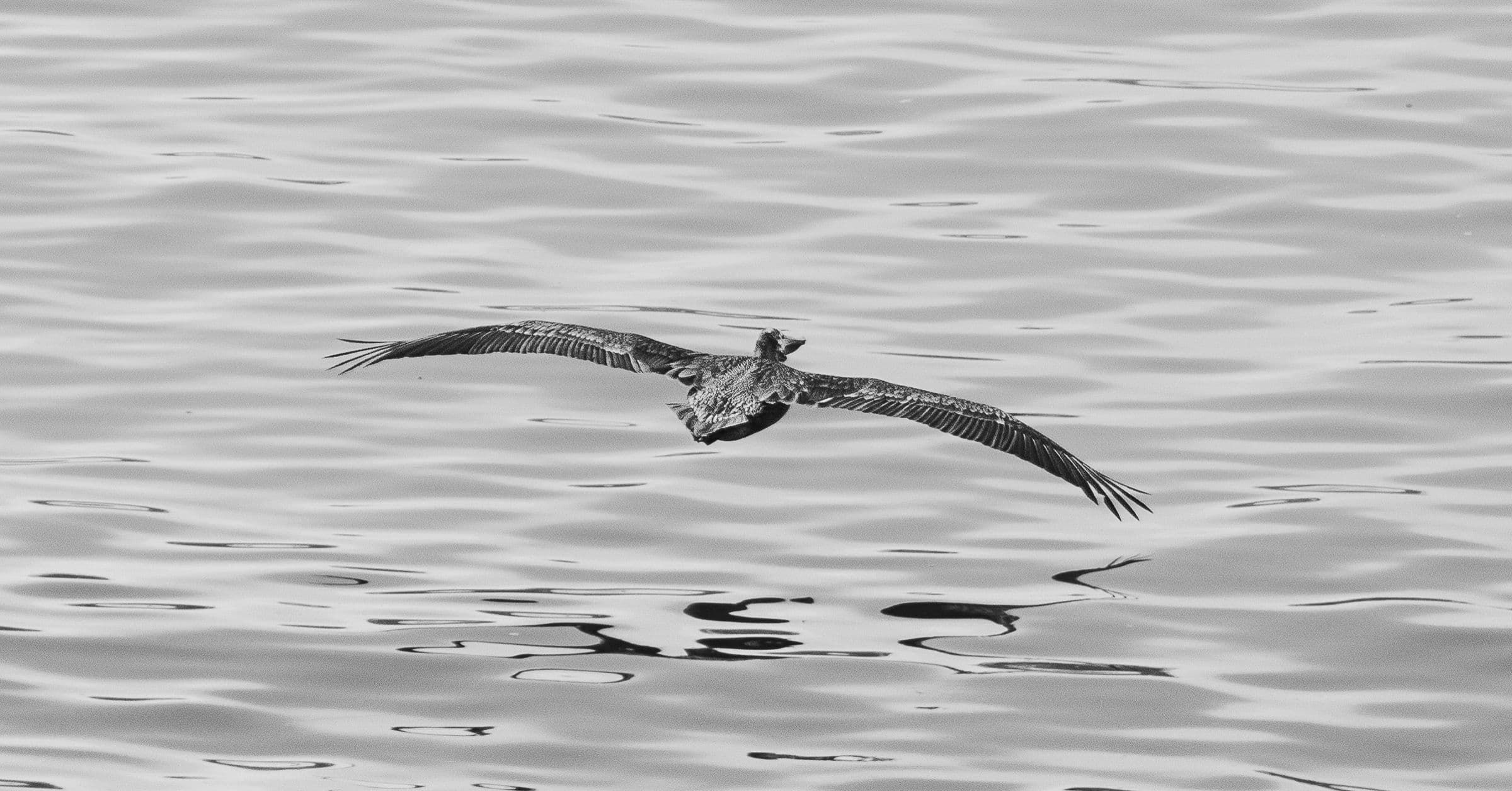Black and white image of a pelican with fully spread wings gliding just above the rippled ocean.
