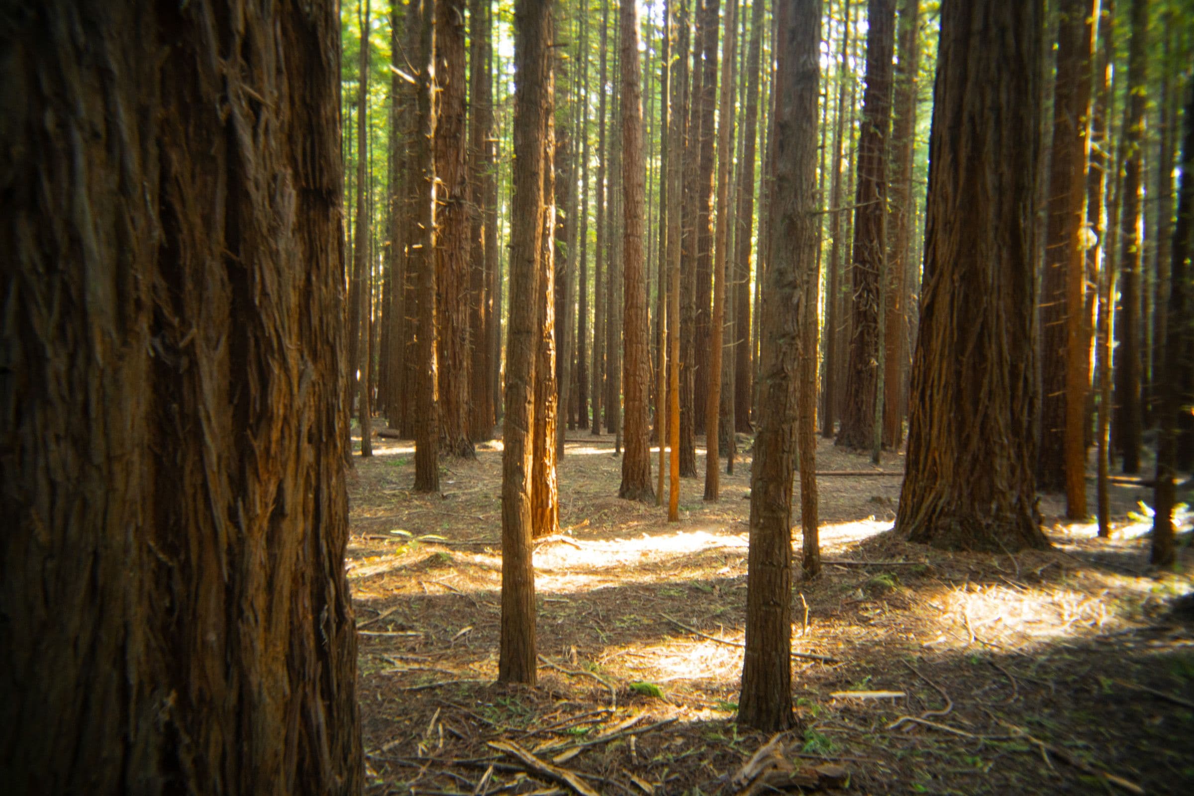 Sunlight filters through a grove of tall redwood trees onto a forest floor.