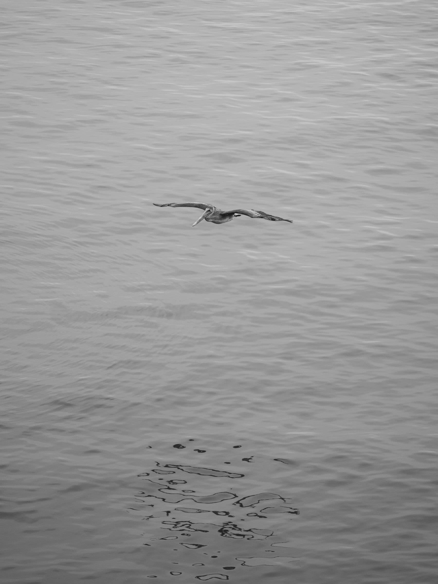 Black and white photo of a single pelican gliding low over rippled ocean water.
