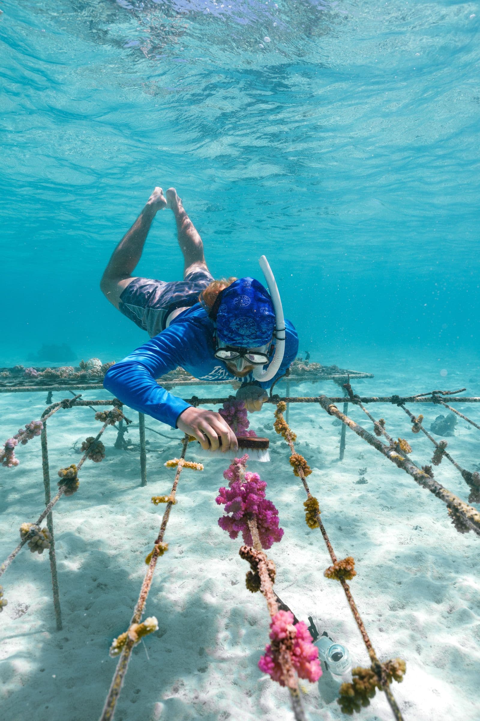 Snorkeler in blue rash guard tends to coral fragments attached to a metal nursery frame on a shallow sandy bottom.