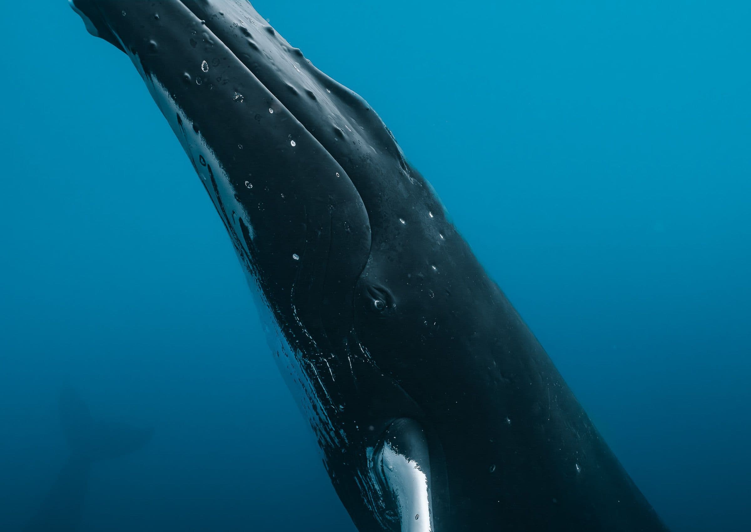 Close-up of a humpback whale descending through deep blue ocean water, showing its eye and belly grooves.